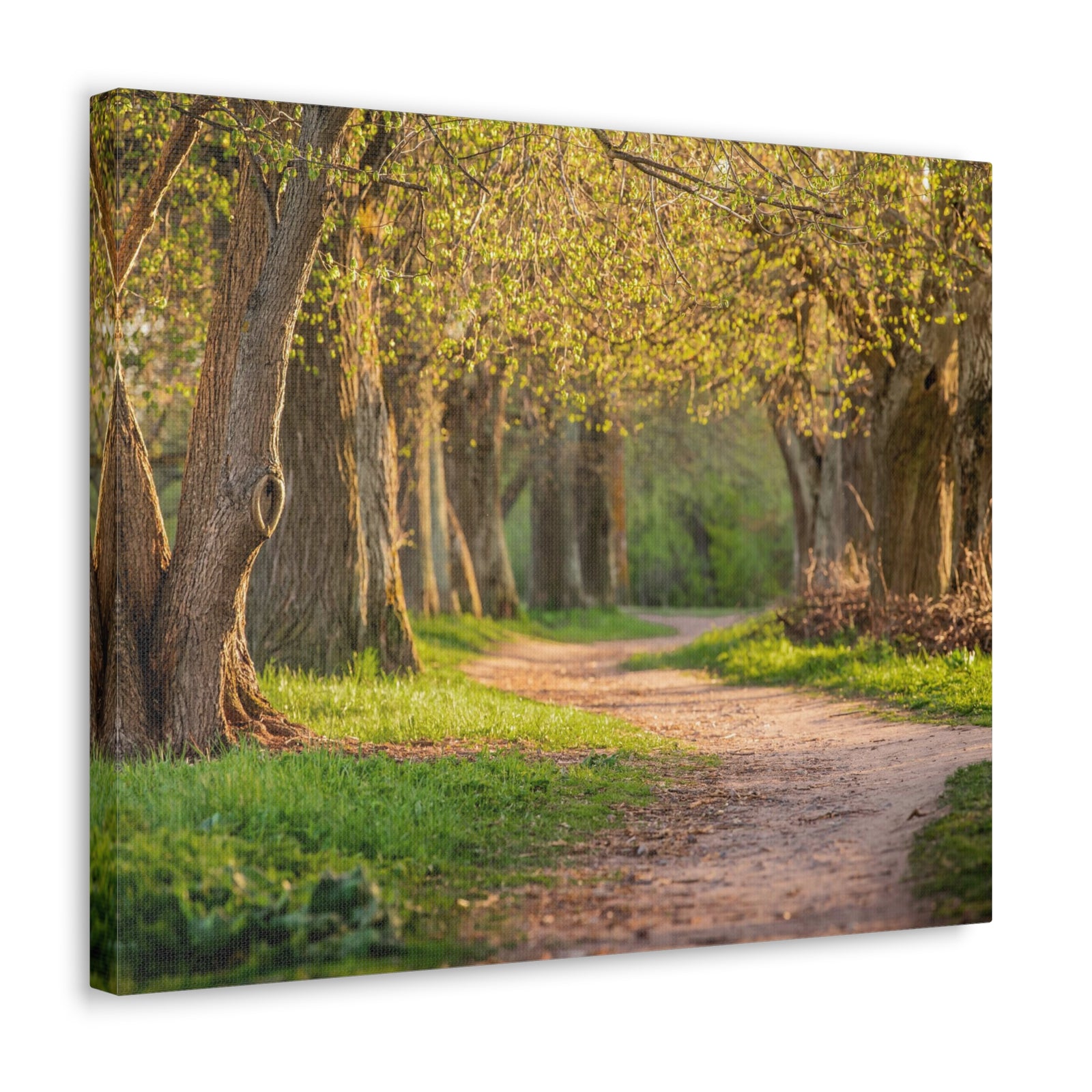 Tree Green Path Forest Nature Wilderness Photography Canvas Wall Art for Home Decor Ready-to-Hang-Express Your Love Gifts