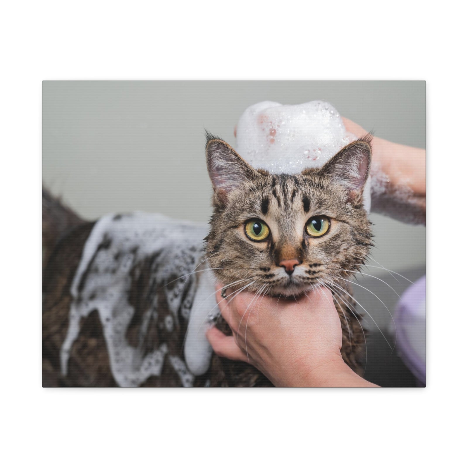 Cute Tabby Gray Cat Bathee Canvas Wall Art for Home Decor Ready-to-Hang-Express Your Love Gifts