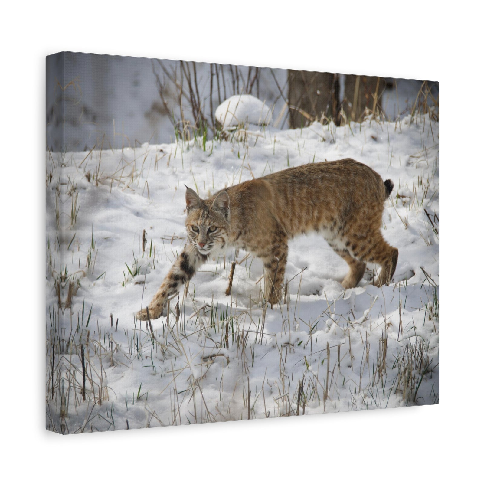 Majestic Bob-Cat Art Majestic Bob-Cat Print Animal Wall Art Wildlife Canvas Prints Wall Art Ready to Hang-Express Your Love Gifts