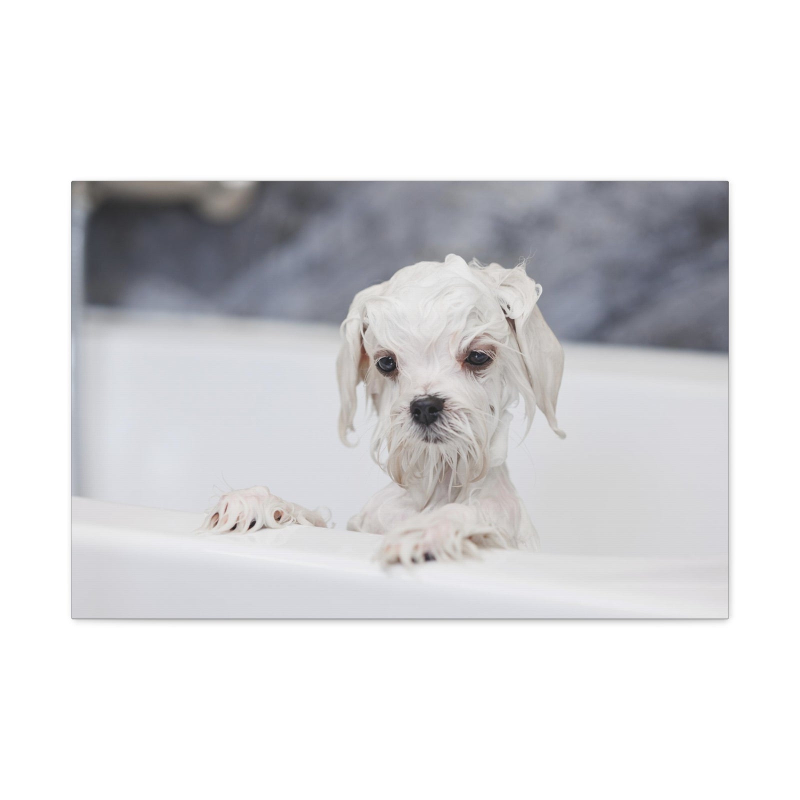 Cute White Maltese Bath Canvas Wall Art for Home Decor Ready-to-Hang-Express Your Love Gifts