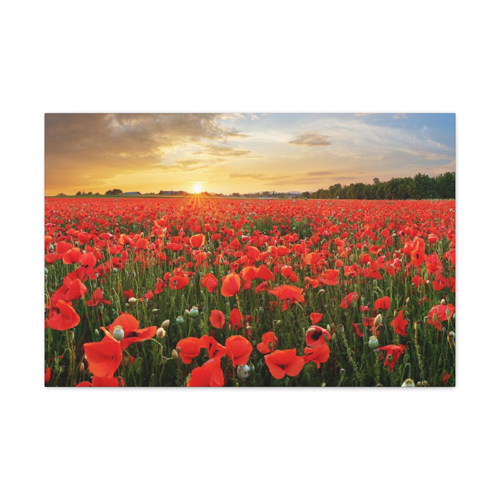 Sunset Over Poppy Field Flower Canvas Wall Art for Home Decor Ready-to-Hang-Express Your Love Gifts