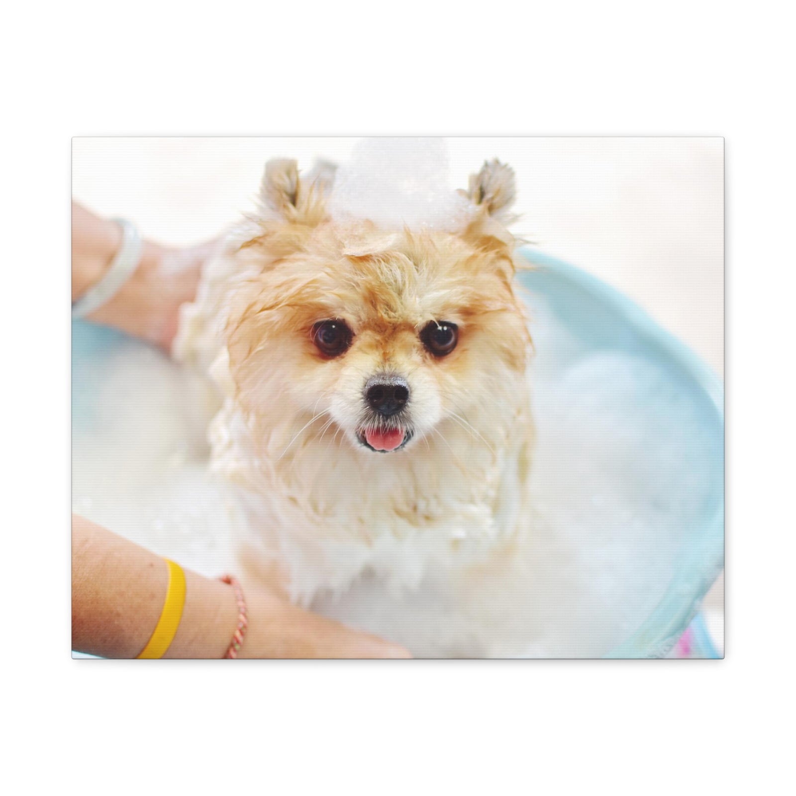 Cute Pomeranian Bath Canvas Wall Art for Home Decor Ready-to-Hang-Express Your Love Gifts