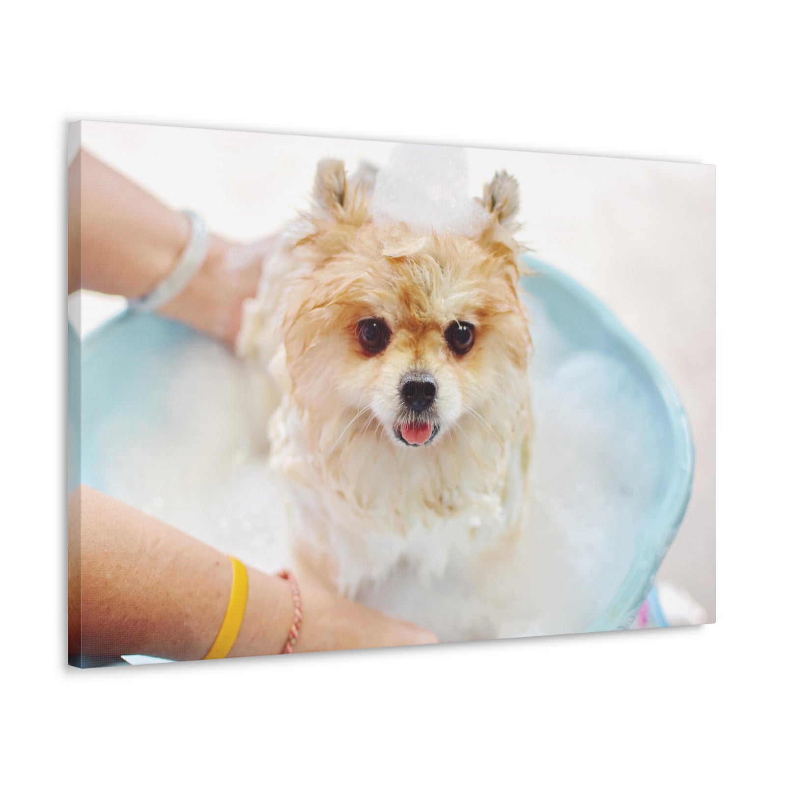 Cute Pomeranian Bath Canvas Wall Art for Home Decor Ready-to-Hang-Express Your Love Gifts