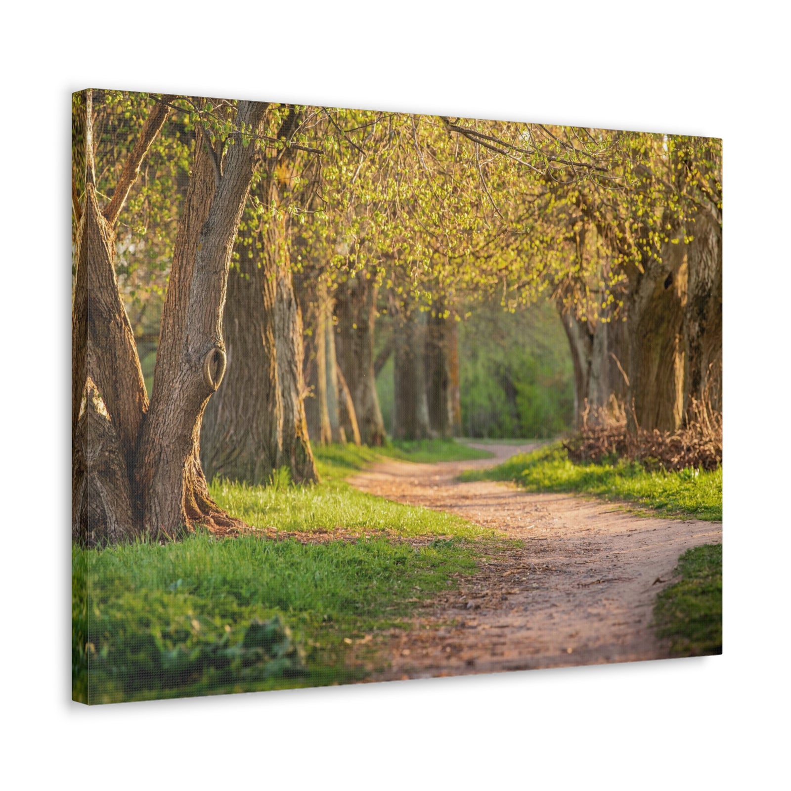 Tree Green Path Forest Nature Wilderness Photography Canvas Wall Art for Home Decor Ready-to-Hang-Express Your Love Gifts