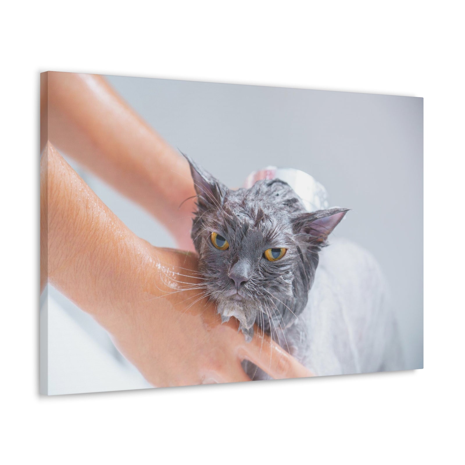 Cute Persian Cat Bath Canvas Wall Art for Home Decor Ready-to-Hang-Express Your Love Gifts