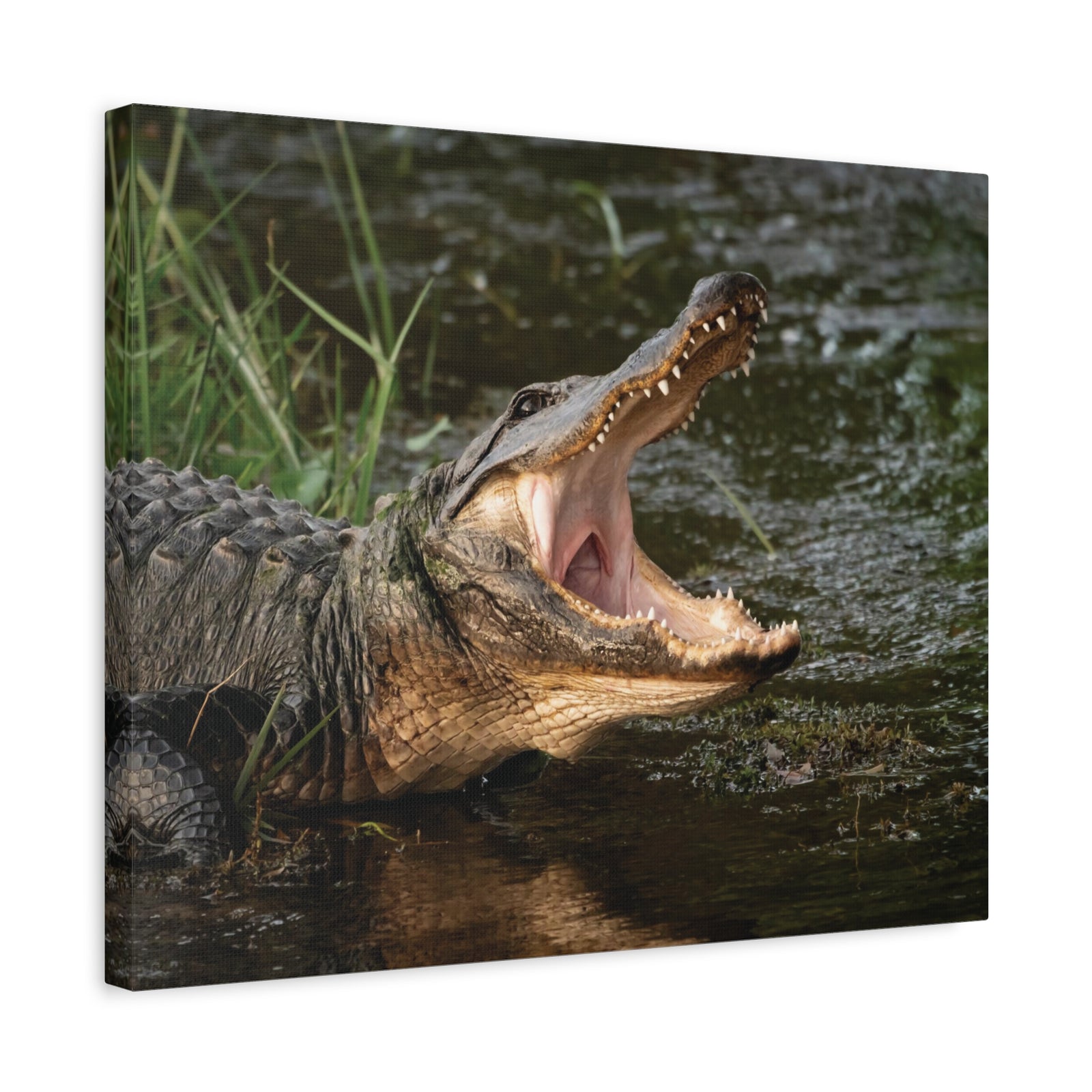Mouth Wide Open Alligator Scary Alligator Outside Wall Art Ready To Hang-Express Your Love Gifts