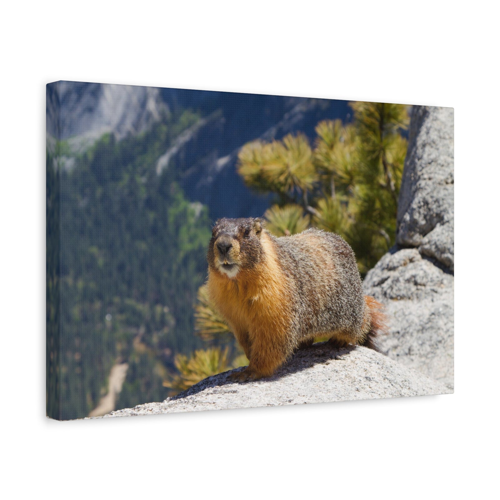 Majestic Yellow Bellied Marmot Art Majestic Yellow Bellied Marmot Print Animal Wall Art Wildlife Canvas Prints Wall Art Ready to Hang-Express Your Love Gifts