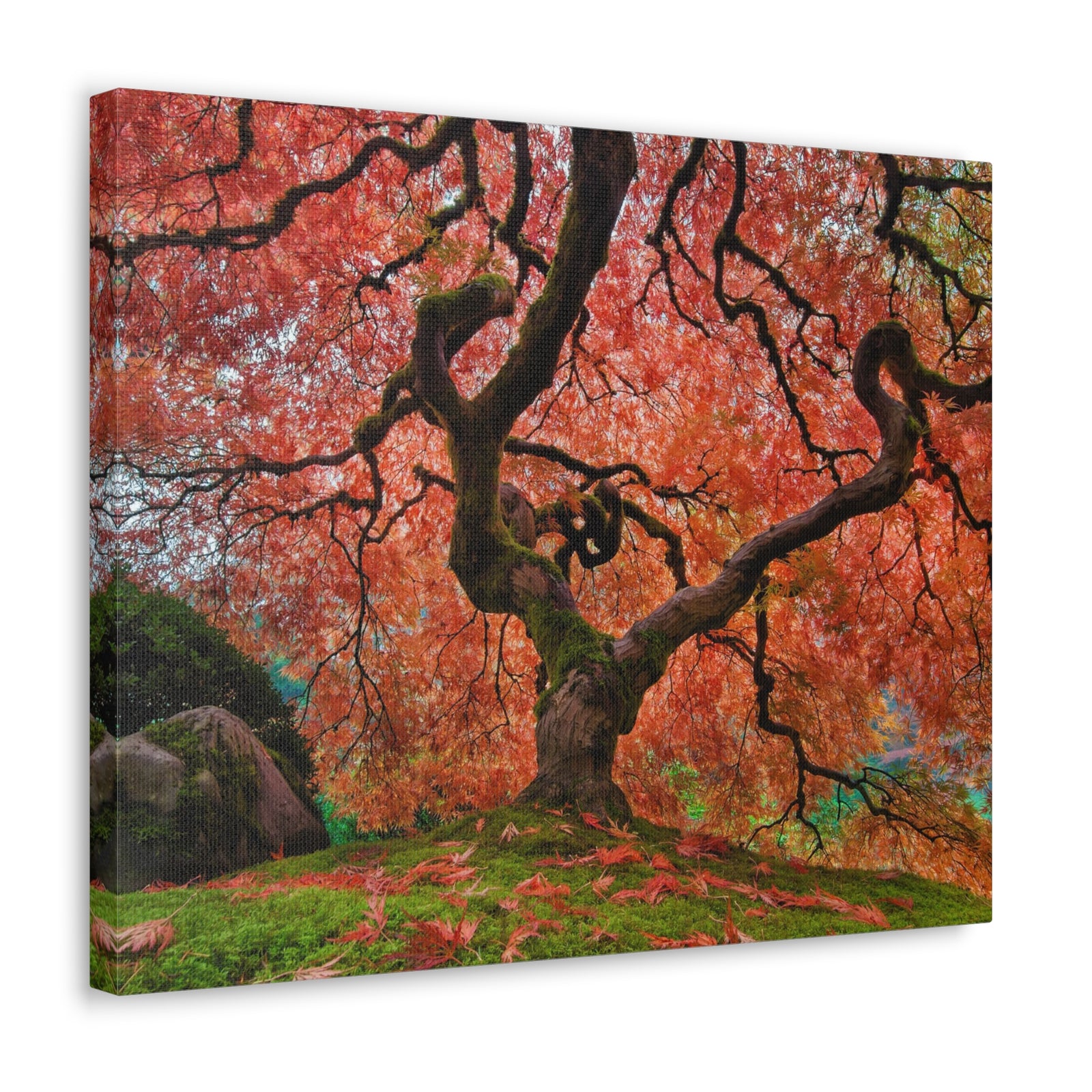 Old Japanese Maple Tree In Japanese Garden Canvas Wall Art for Home Decor Ready-to-Hang-Express Your Love Gifts