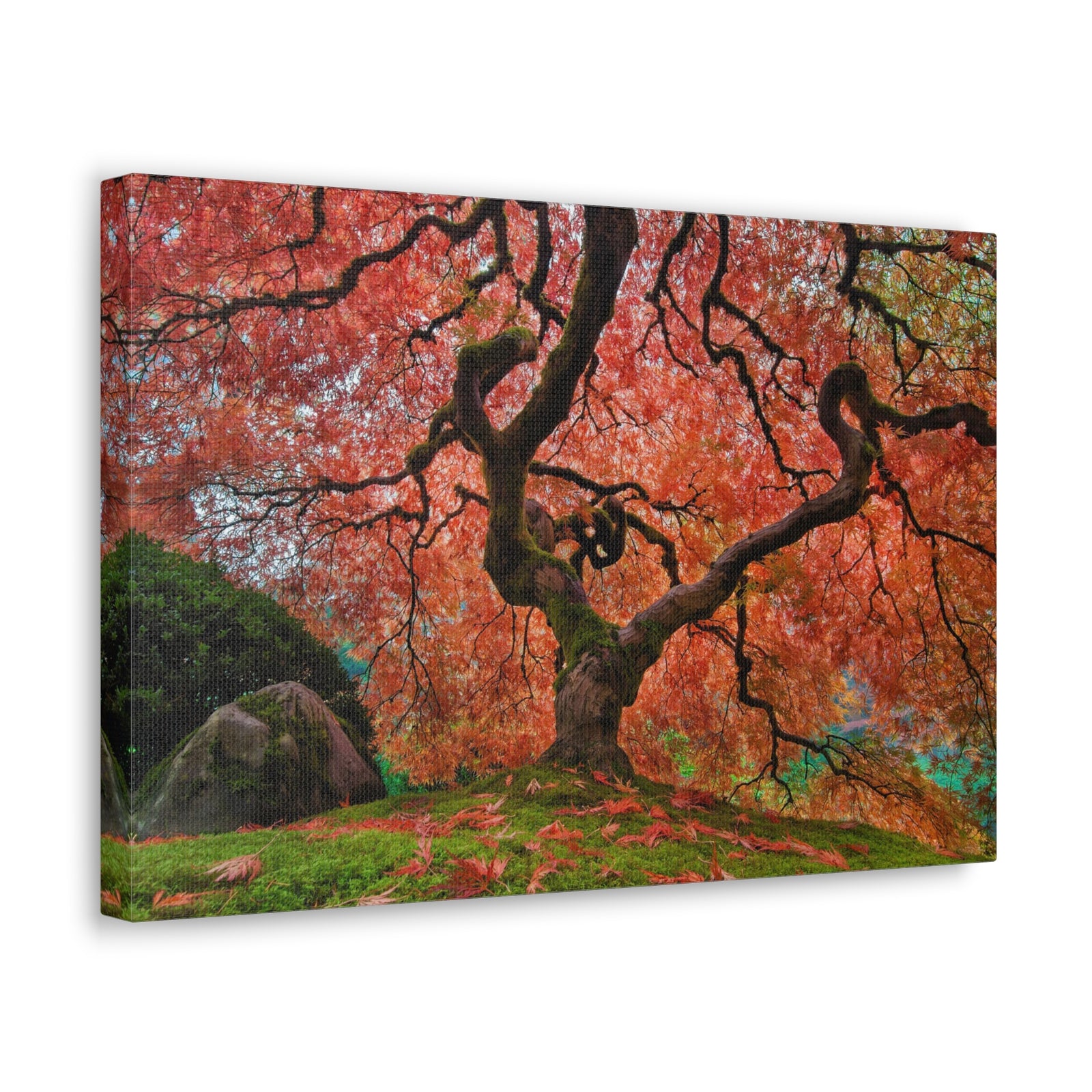 Old Japanese Maple Tree In Japanese Garden Canvas Wall Art for Home Decor Ready-to-Hang-Express Your Love Gifts