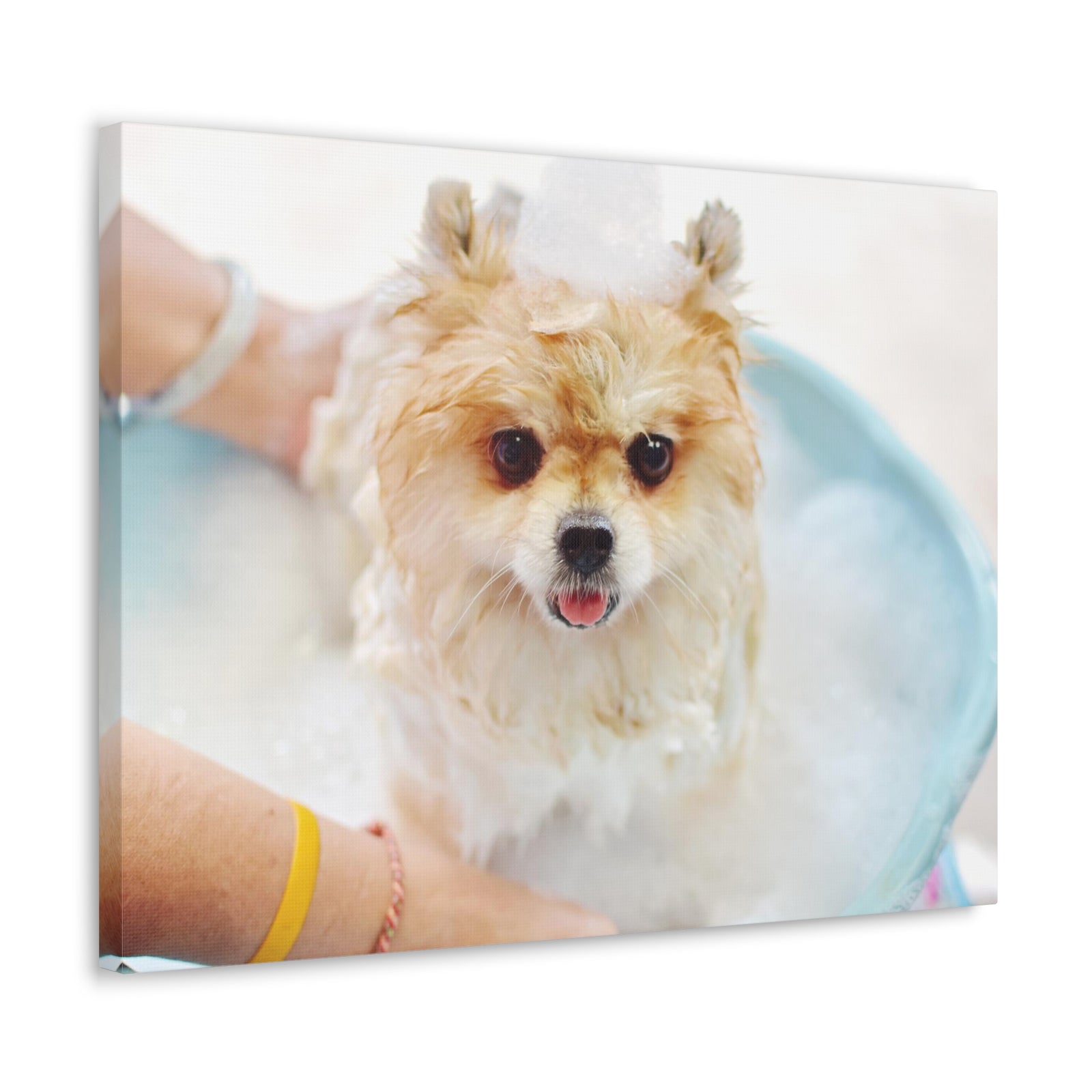Cute Pomeranian Bath Canvas Wall Art for Home Decor Ready-to-Hang-Express Your Love Gifts