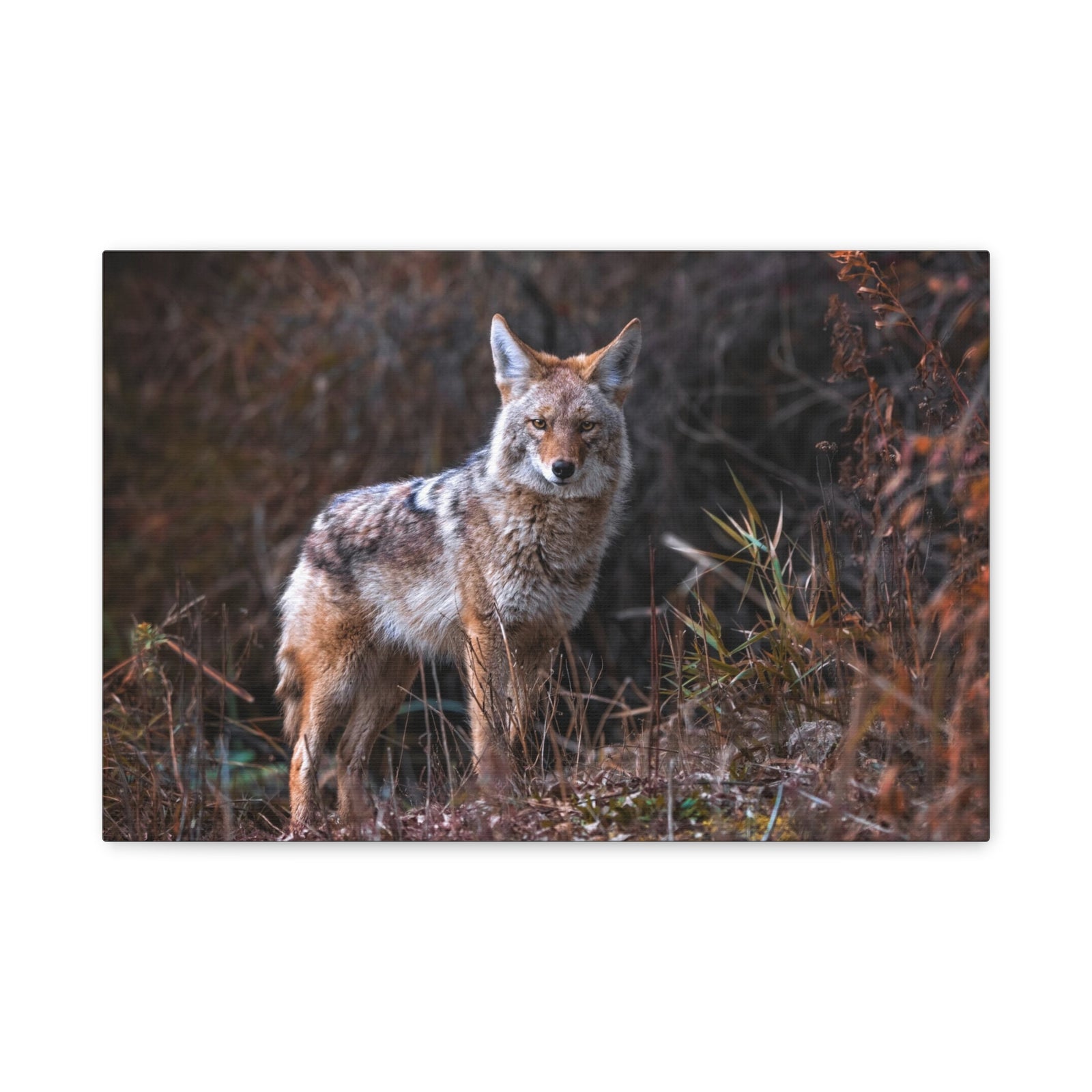 Majestic Coyote Art Majestic Coyote Print Animal Wall Art Wildlife Canvas Prints Wall Art Ready to Hang-Express Your Love Gifts