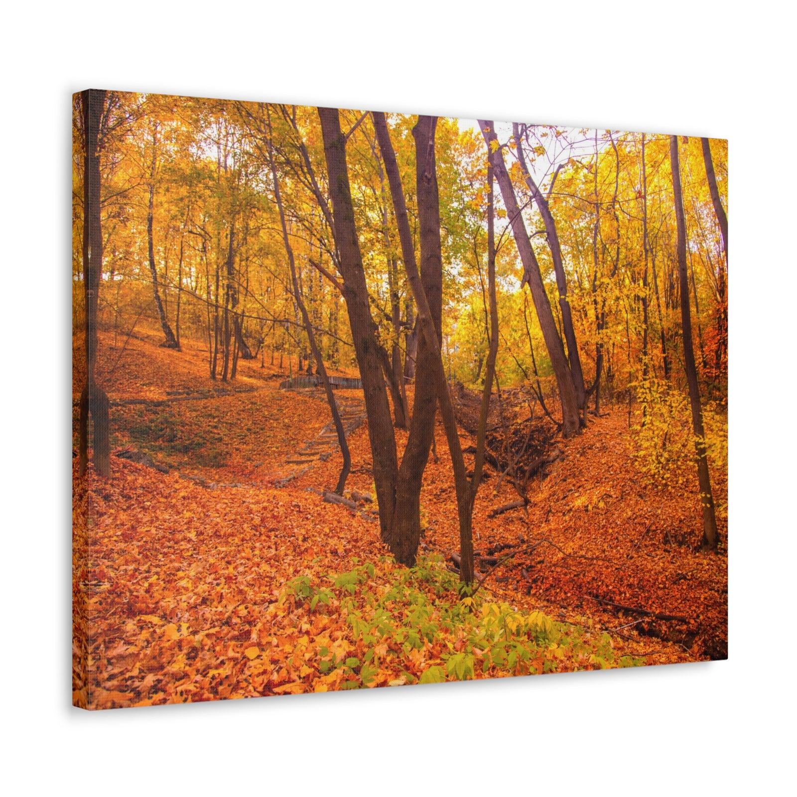 Fall Orange Tree Forest Nature Wilderness Photography Canvas Wall Art for Home Decor Ready-to-Hang-Express Your Love Gifts