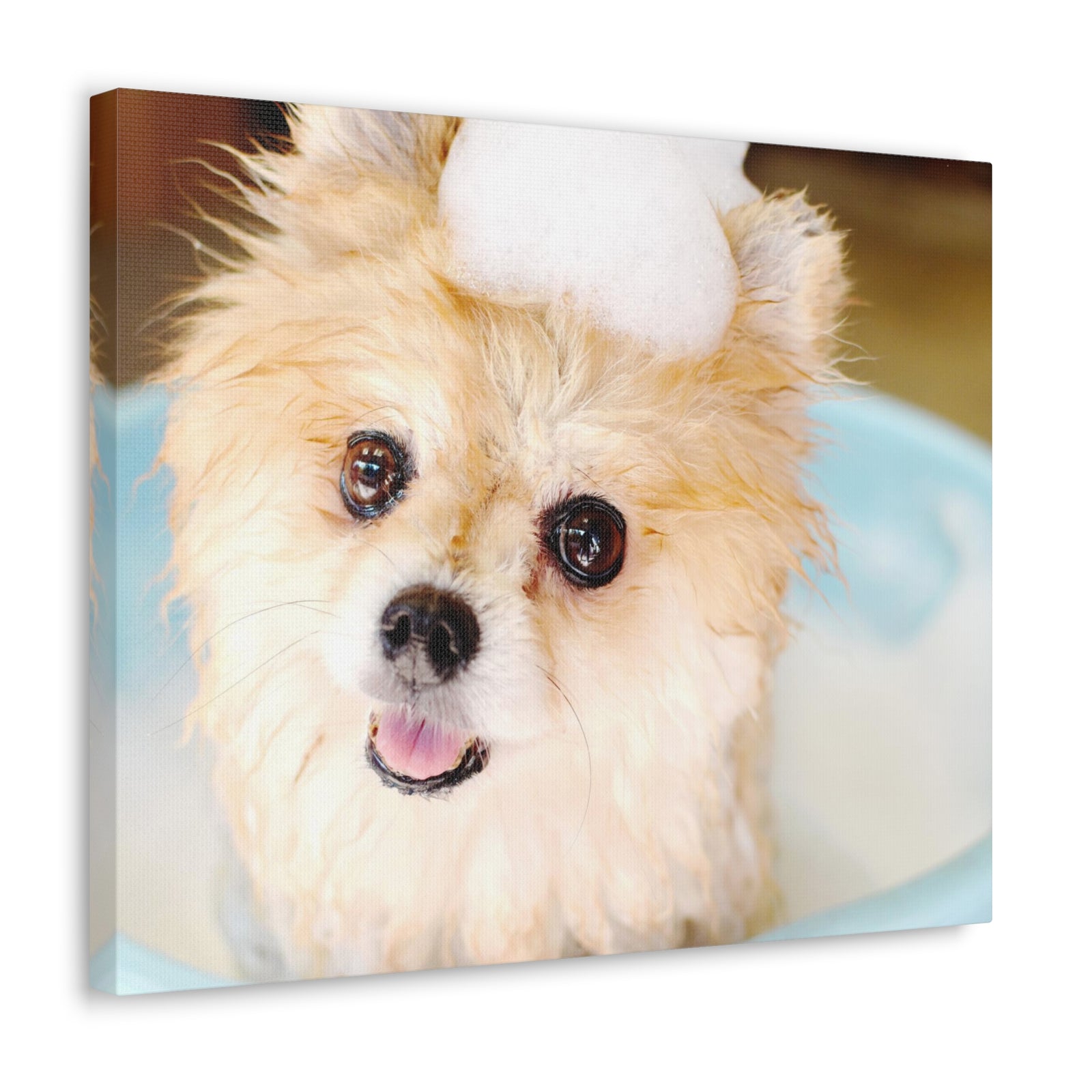 Cute Pomeranian Bathee Canvas Wall Art for Home Decor Ready-to-Hang-Express Your Love Gifts
