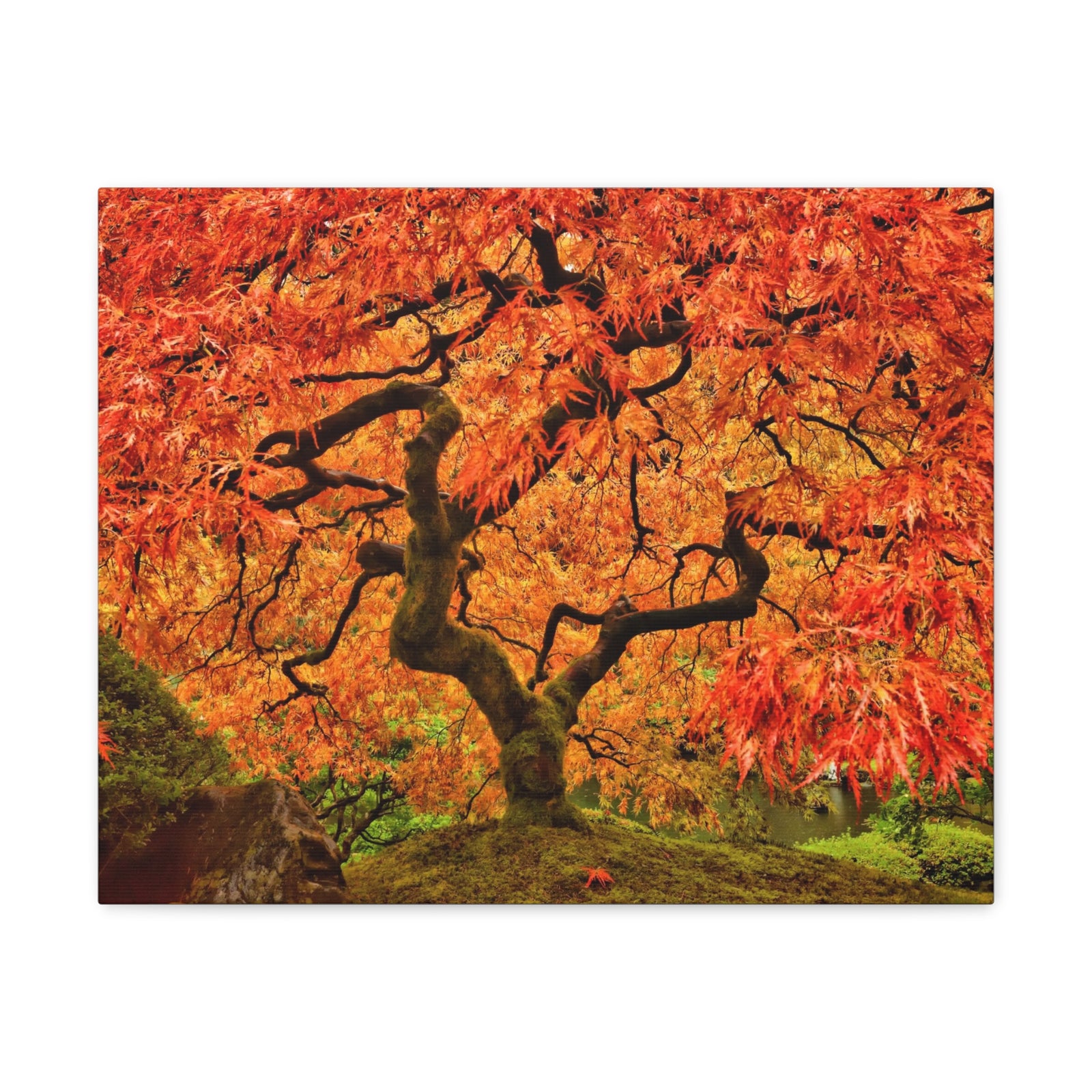 Japanese Maple Tree In Autumn Canvas Wall Art for Home Decor Ready-to-Hang-Express Your Love Gifts