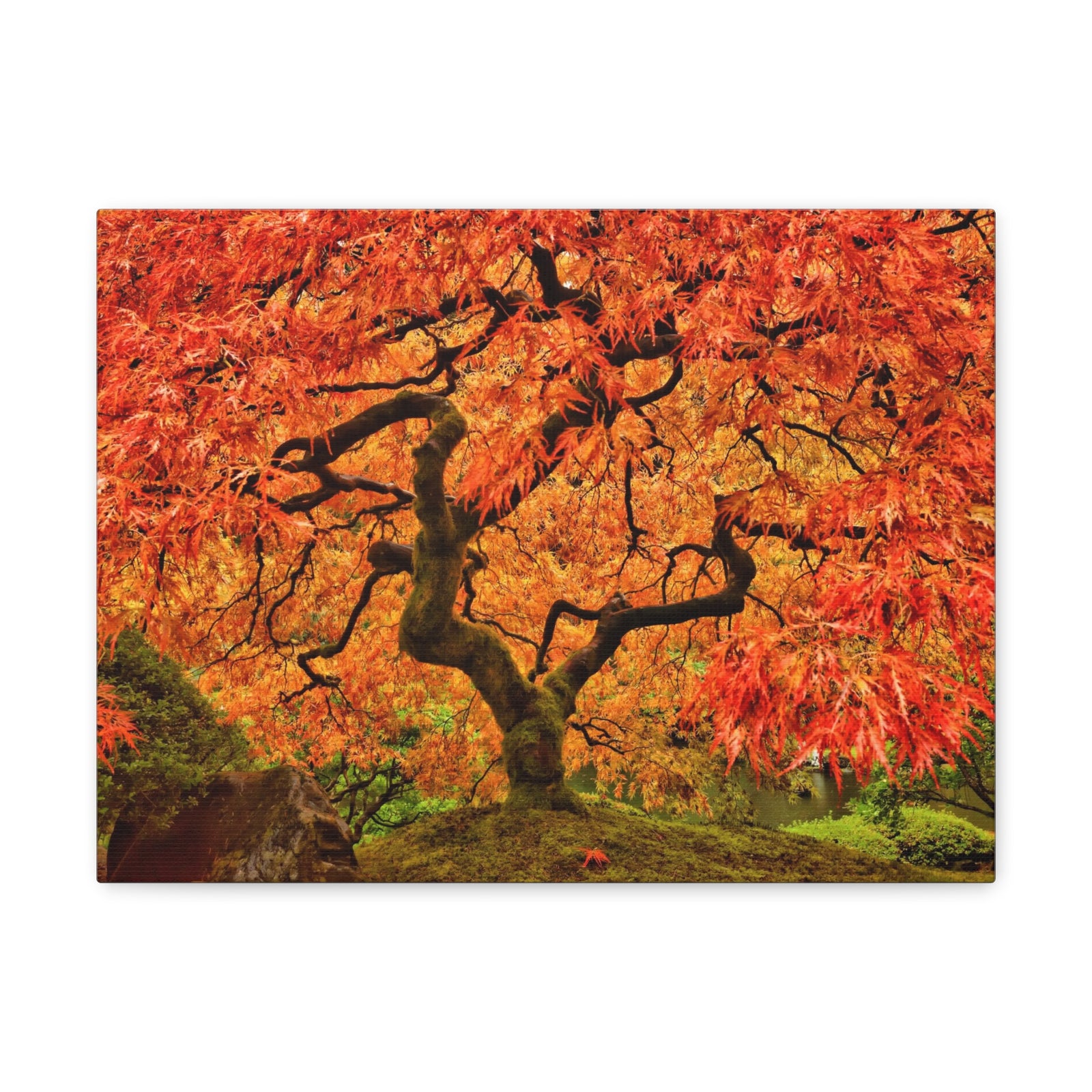 Japanese Maple Tree In Autumn Canvas Wall Art for Home Decor Ready-to-Hang-Express Your Love Gifts
