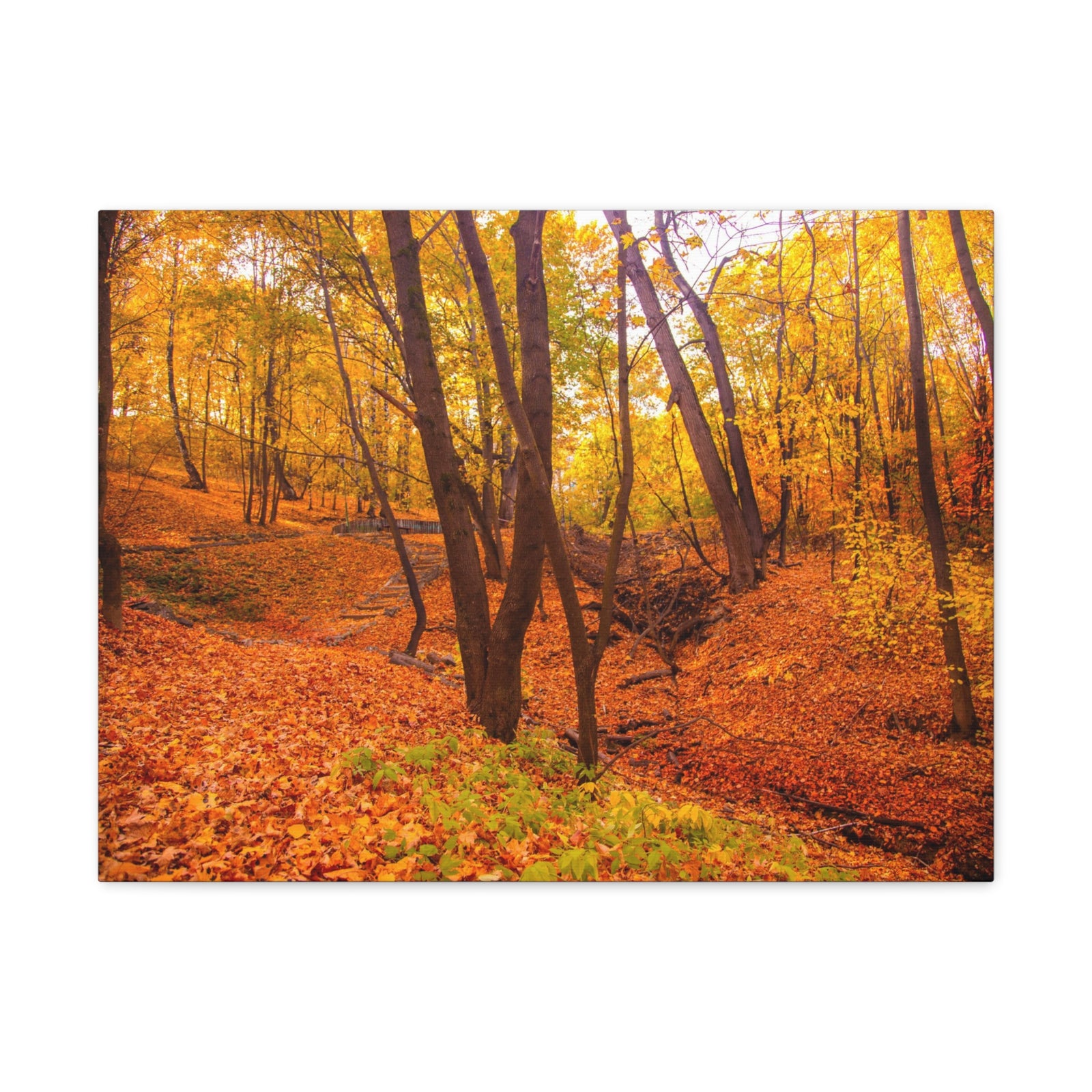 Fall Orange Tree Forest Nature Wilderness Photography Canvas Wall Art for Home Decor Ready-to-Hang-Express Your Love Gifts