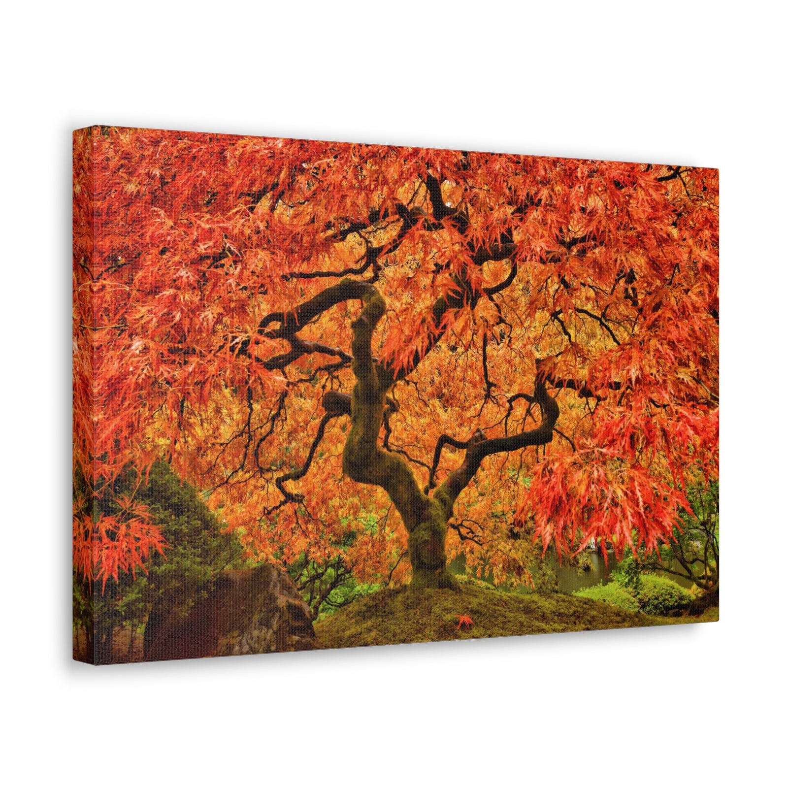 Japanese Maple Tree In Autumn Canvas Wall Art for Home Decor Ready-to-Hang-Express Your Love Gifts