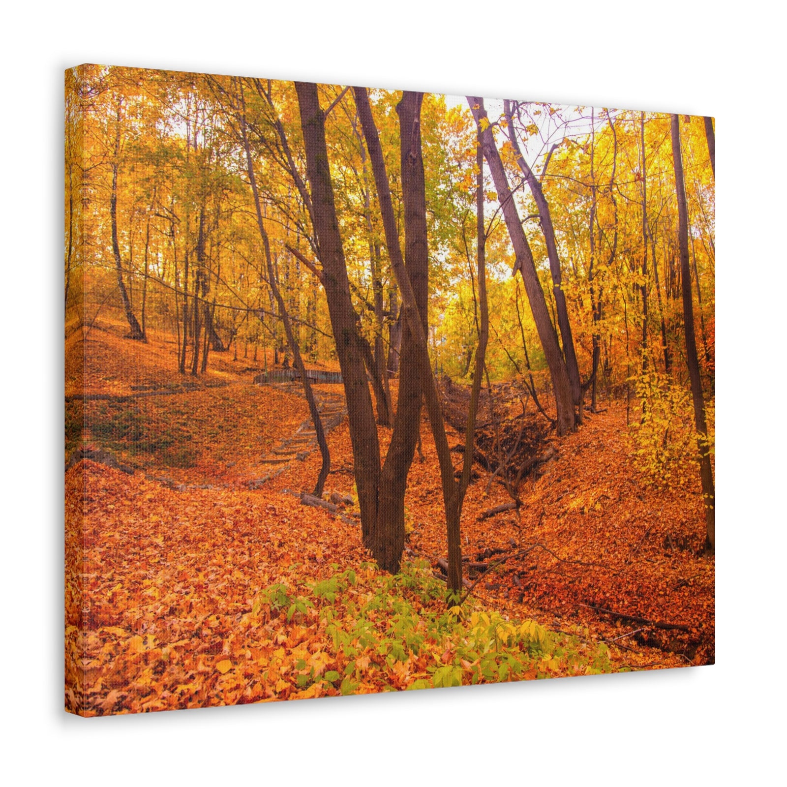 Fall Orange Tree Forest Nature Wilderness Photography Canvas Wall Art for Home Decor Ready-to-Hang-Express Your Love Gifts