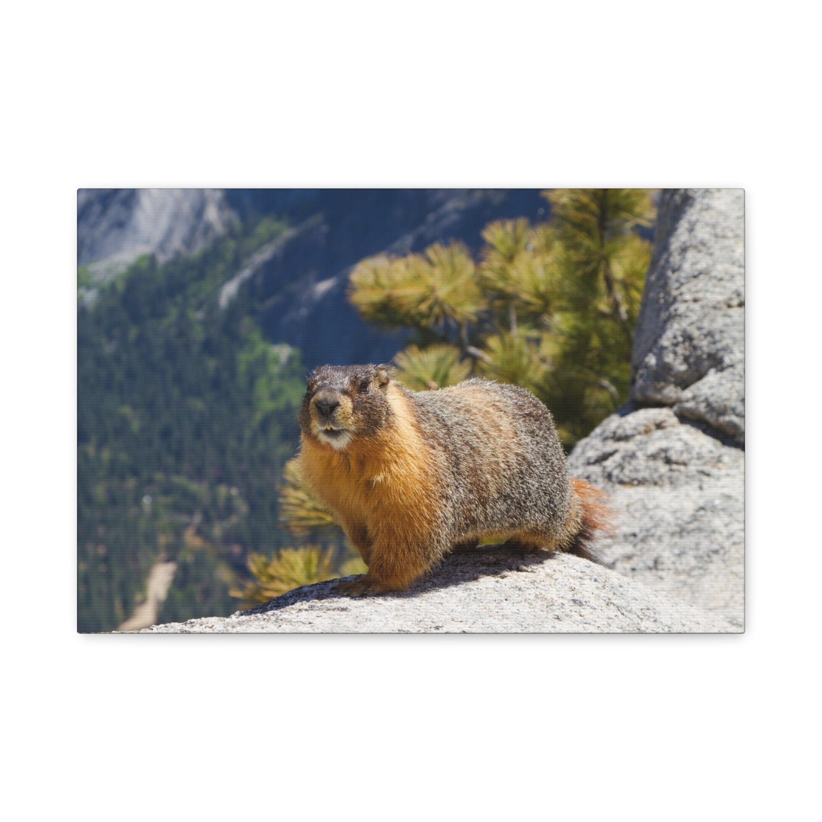 Majestic Yellow Bellied Marmot Art Majestic Yellow Bellied Marmot Print Animal Wall Art Wildlife Canvas Prints Wall Art Ready to Hang-Express Your Love Gifts