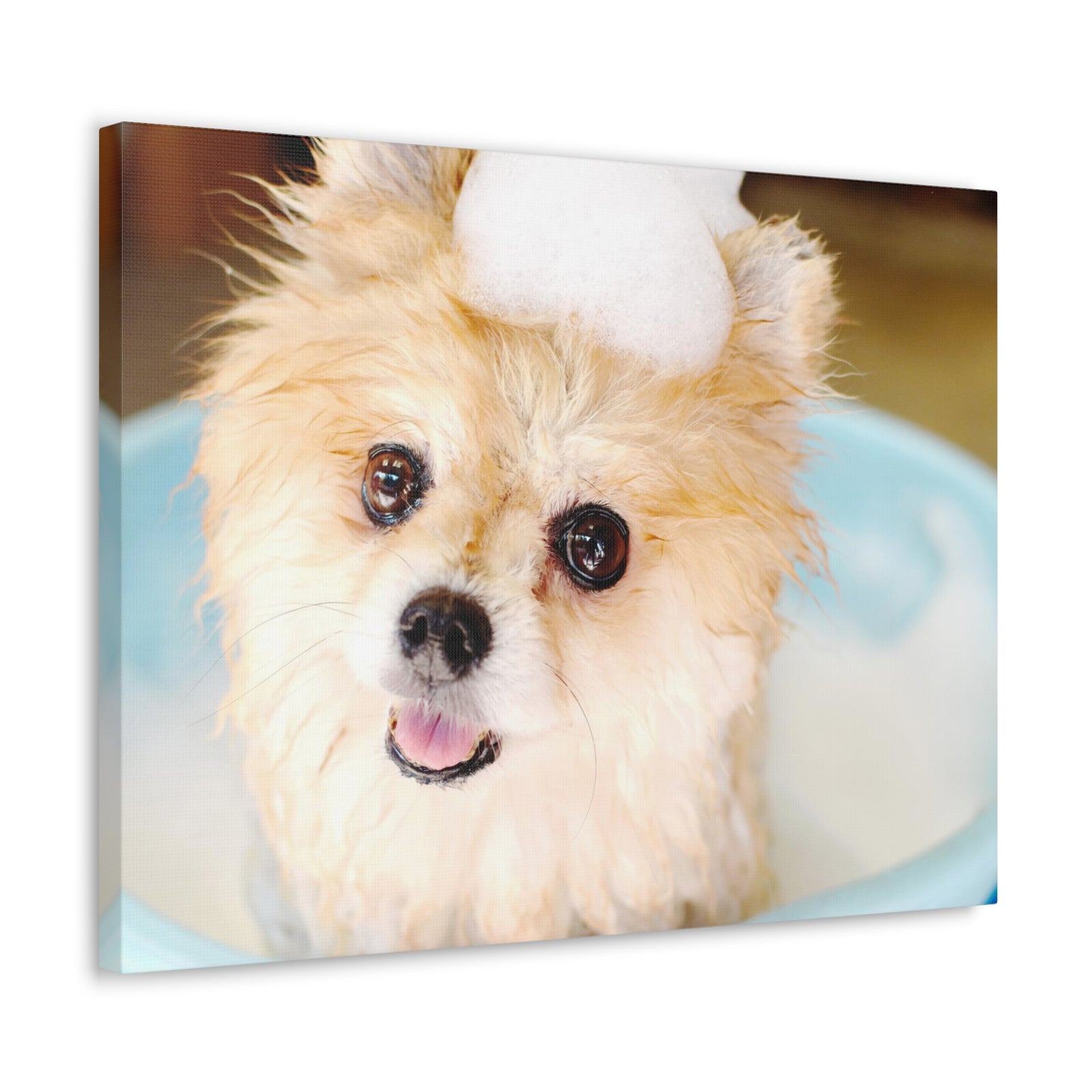 Cute Pomeranian Bathee Canvas Wall Art for Home Decor Ready-to-Hang-Express Your Love Gifts