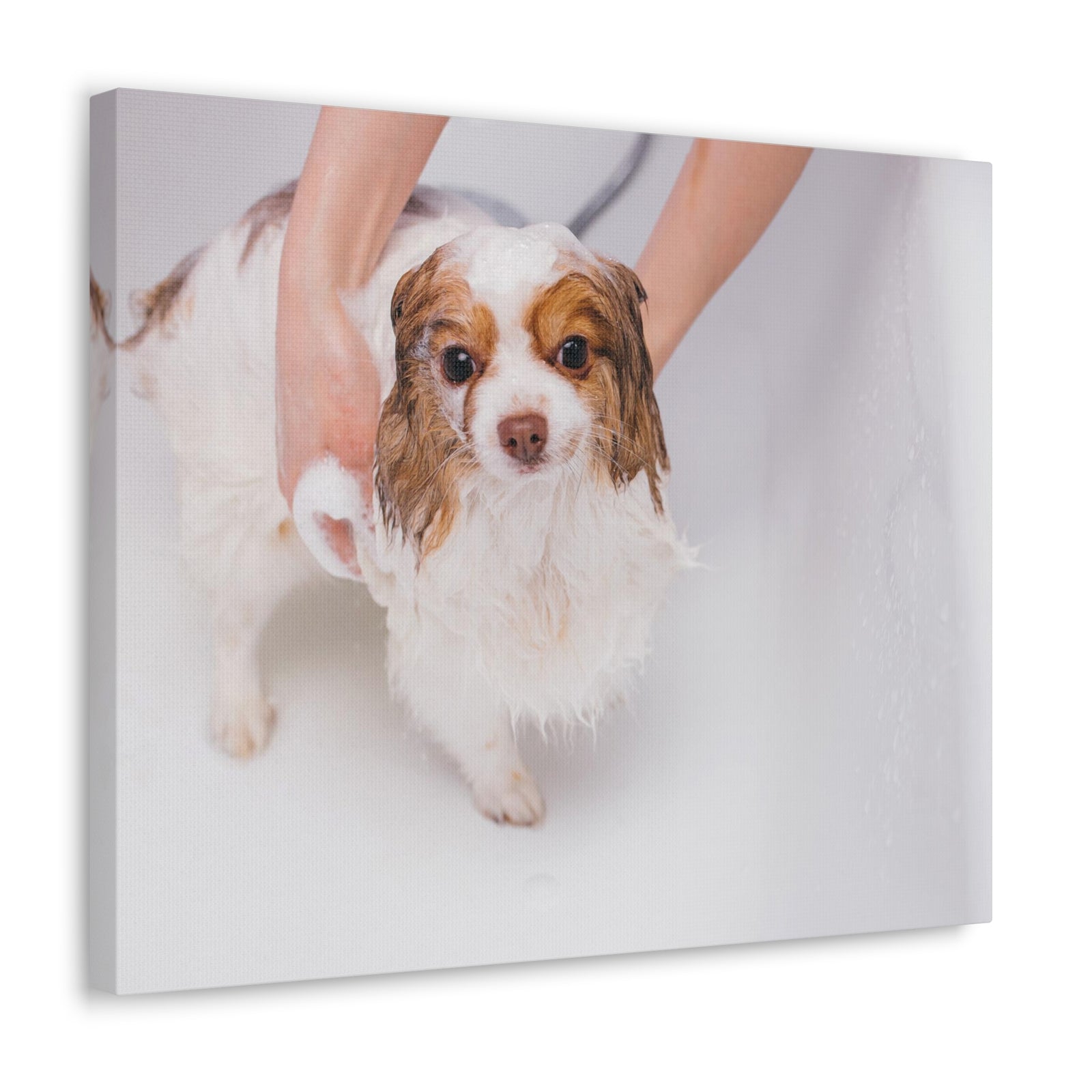 Cute Cavalier King Charles Spaniel Bath Canvas Wall Art for Home Decor Ready-to-Hang-Express Your Love Gifts
