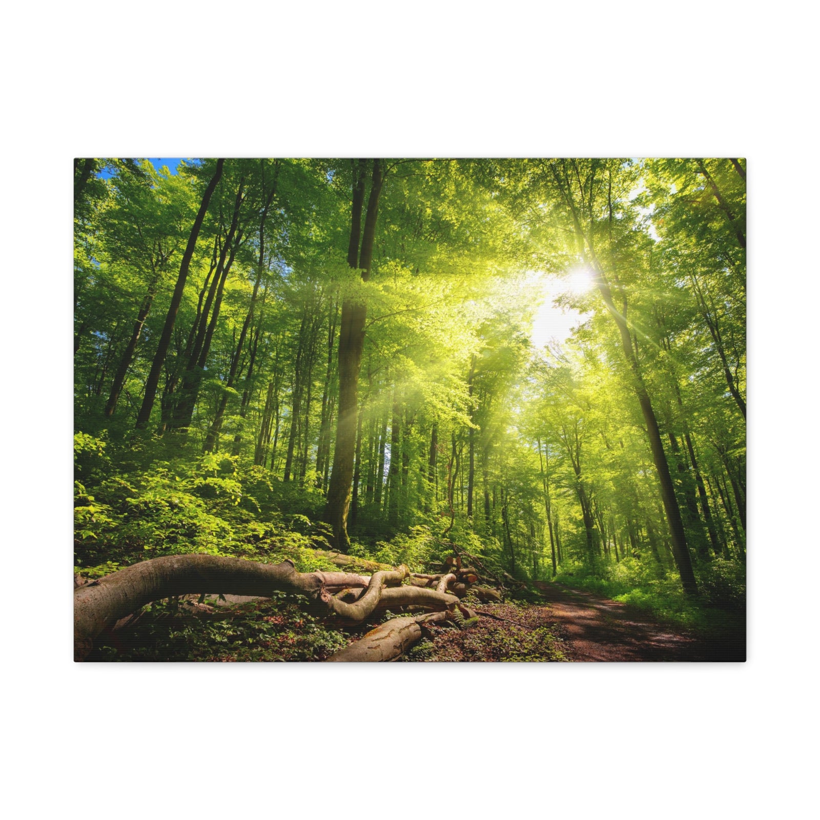 Sunlight Forest Green Nature Wilderness Photography Canvas Wall Art for Home Decor Ready-to-Hang-Express Your Love Gifts