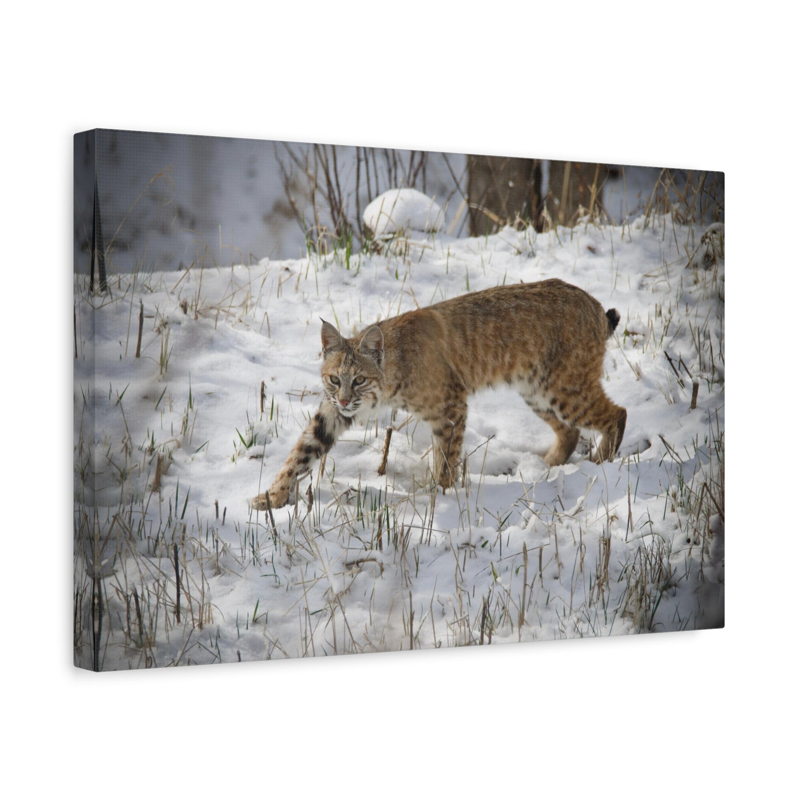 Majestic Bob-Cat Art Majestic Bob-Cat Print Animal Wall Art Wildlife Canvas Prints Wall Art Ready to Hang-Express Your Love Gifts