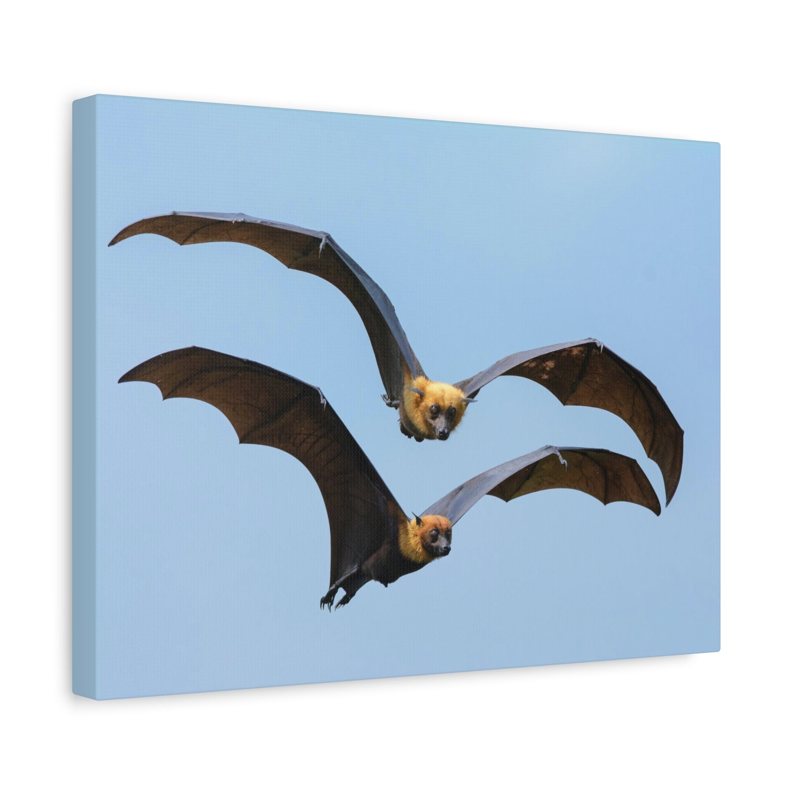 Vampire Bat Couple Vampire Bat Couple Print Animal Wall Art Wildlife Canvas Prints Wall Art Ready to Hang-Express Your Love Gifts