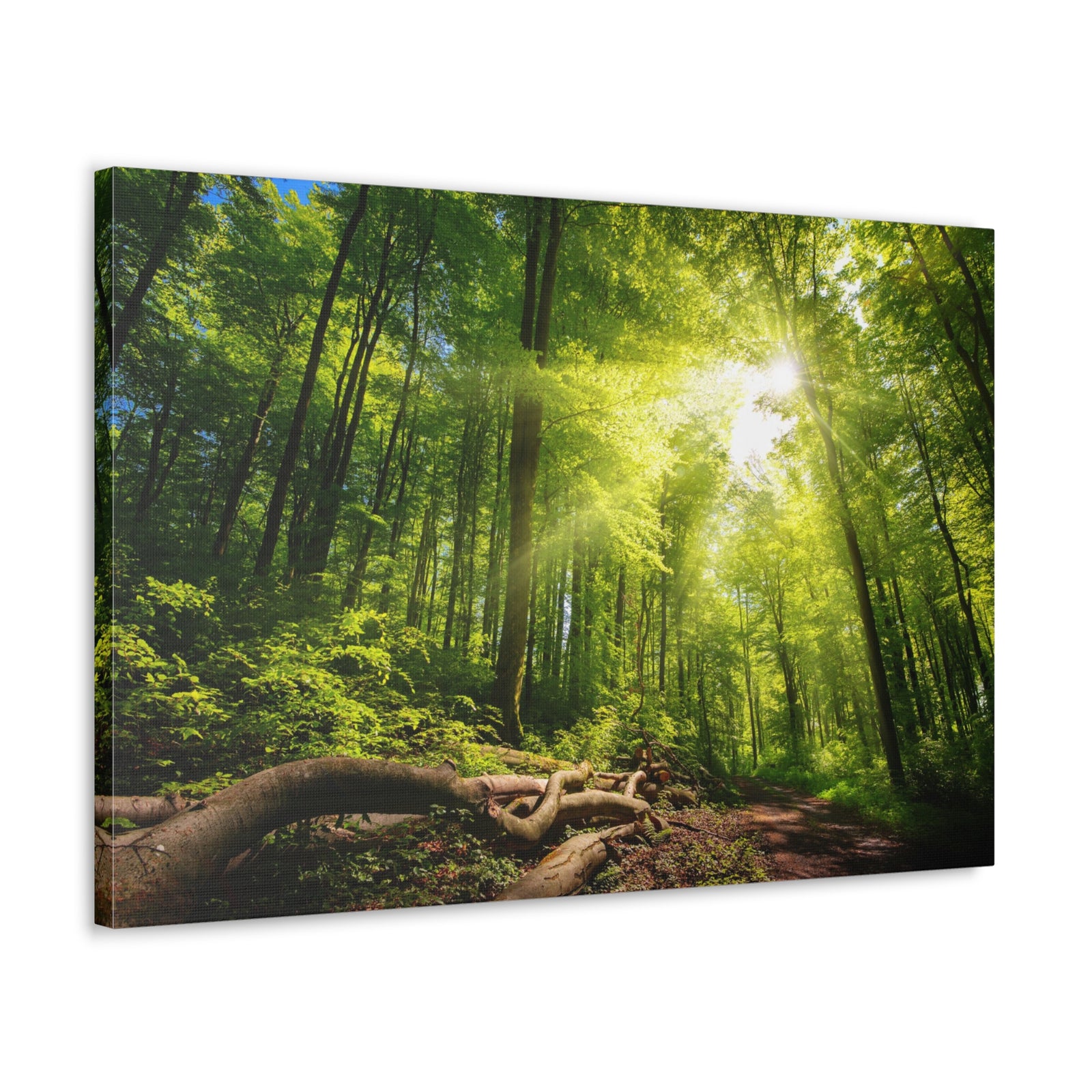 Sunlight Forest Green Nature Wilderness Photography Canvas Wall Art for Home Decor Ready-to-Hang-Express Your Love Gifts