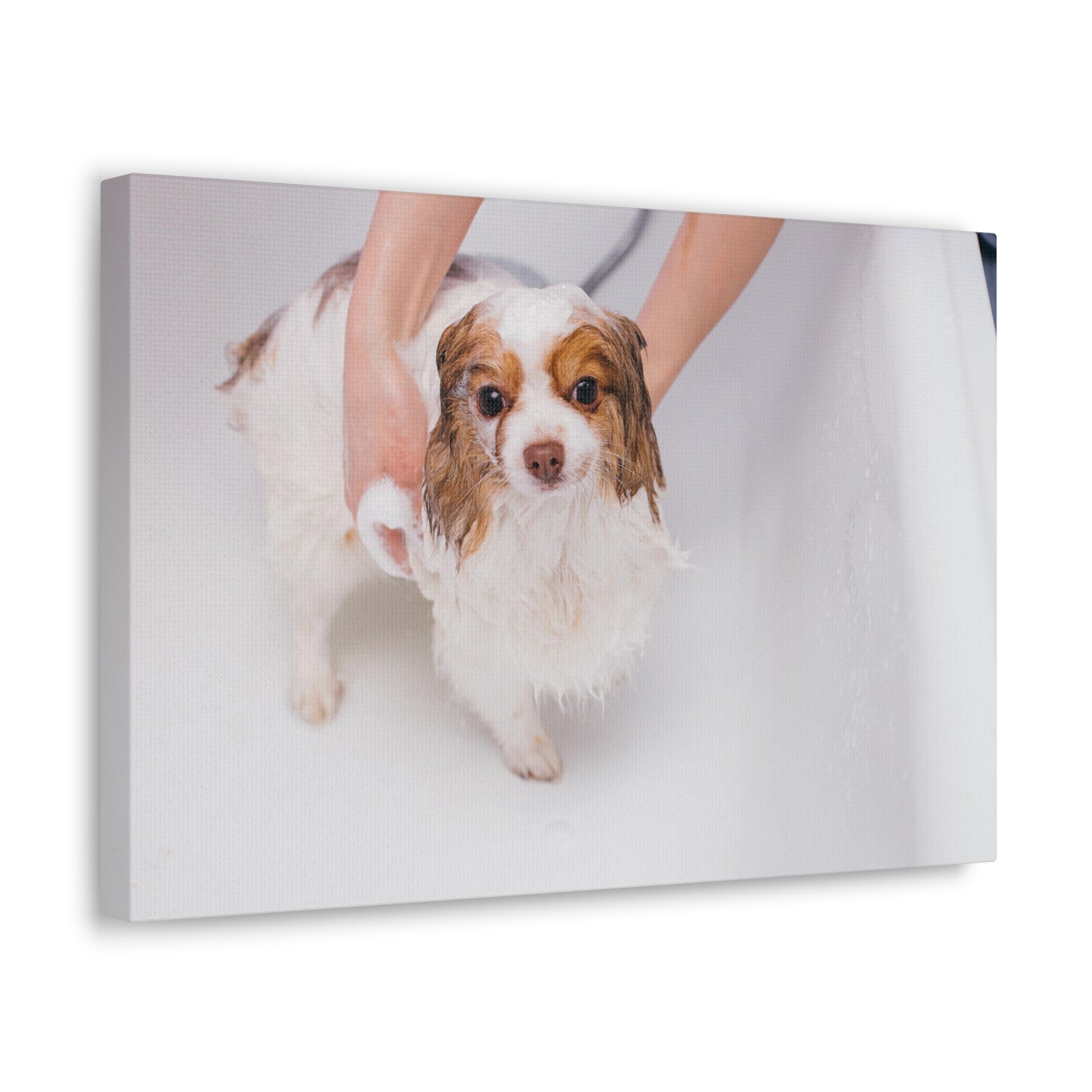 Cute Cavalier King Charles Spaniel Bath Canvas Wall Art for Home Decor Ready-to-Hang-Express Your Love Gifts