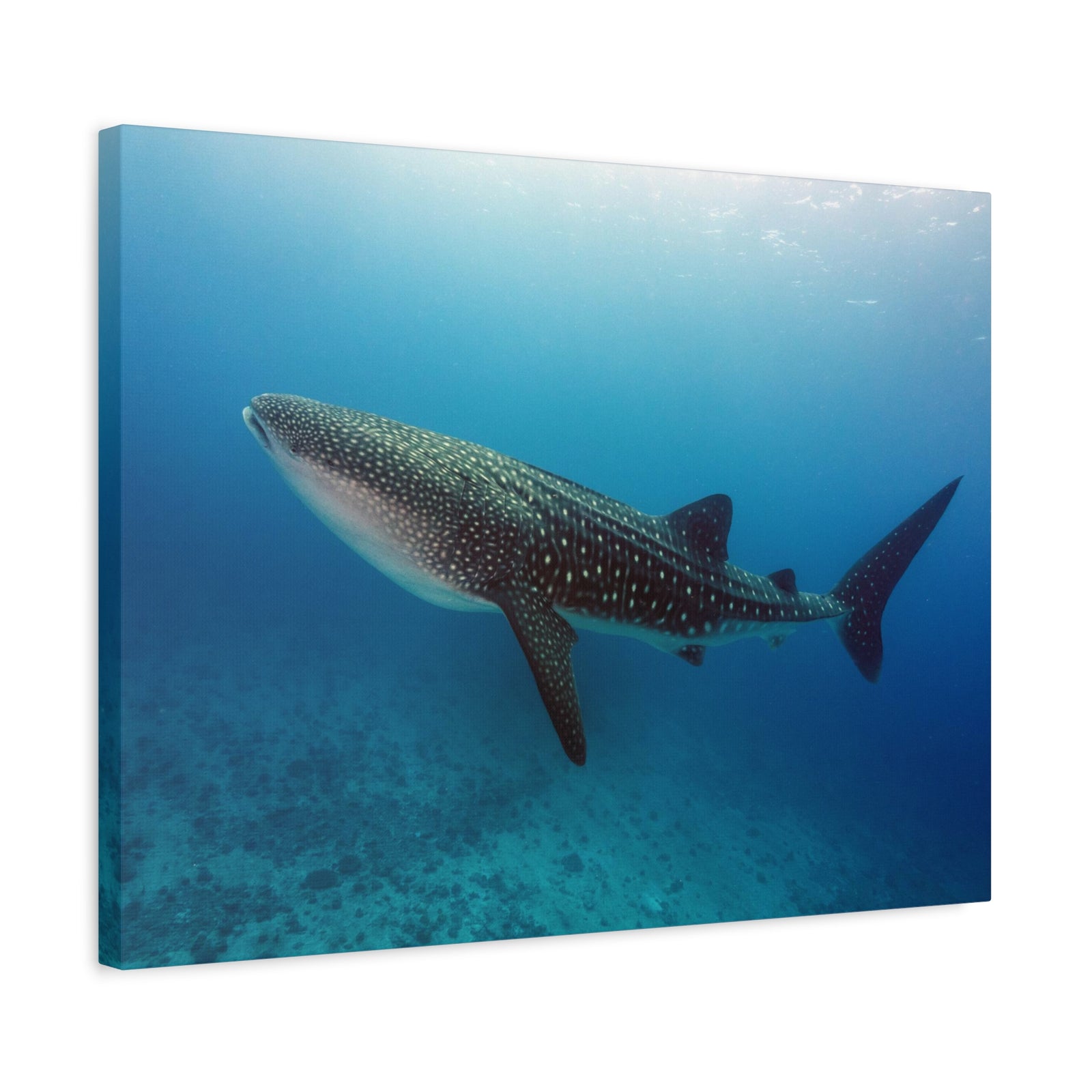 Majestic Whale Shark Art Majestic Whale Shark Print Animal Wall Art Wildlife Canvas Prints Wall Art Ready to Hang-Express Your Love Gifts