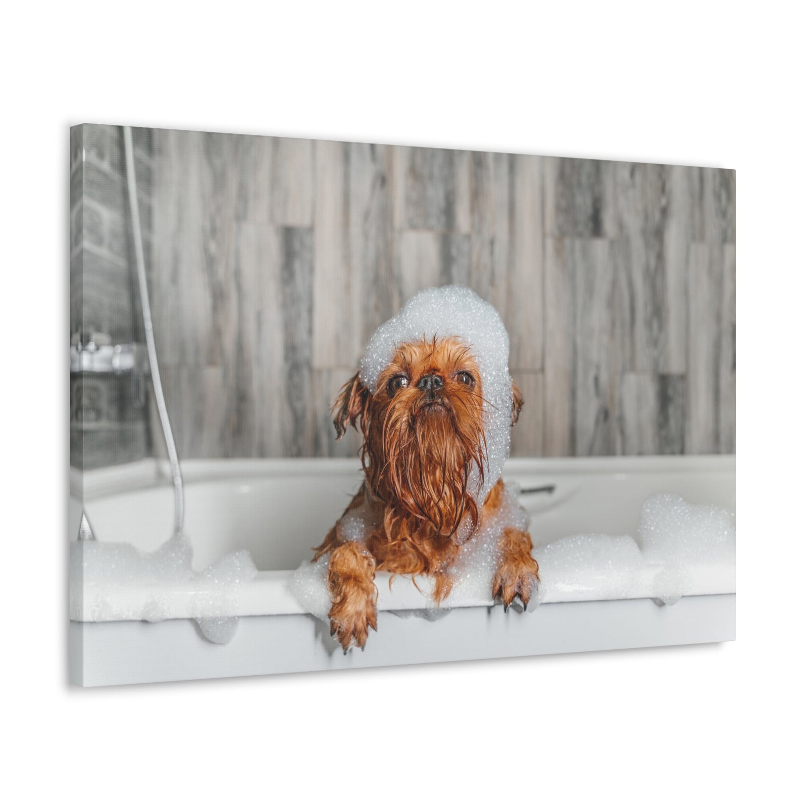Cute Little Griffon Bathee Canvas Wall Art for Home Decor Ready-to-Hang-Express Your Love Gifts