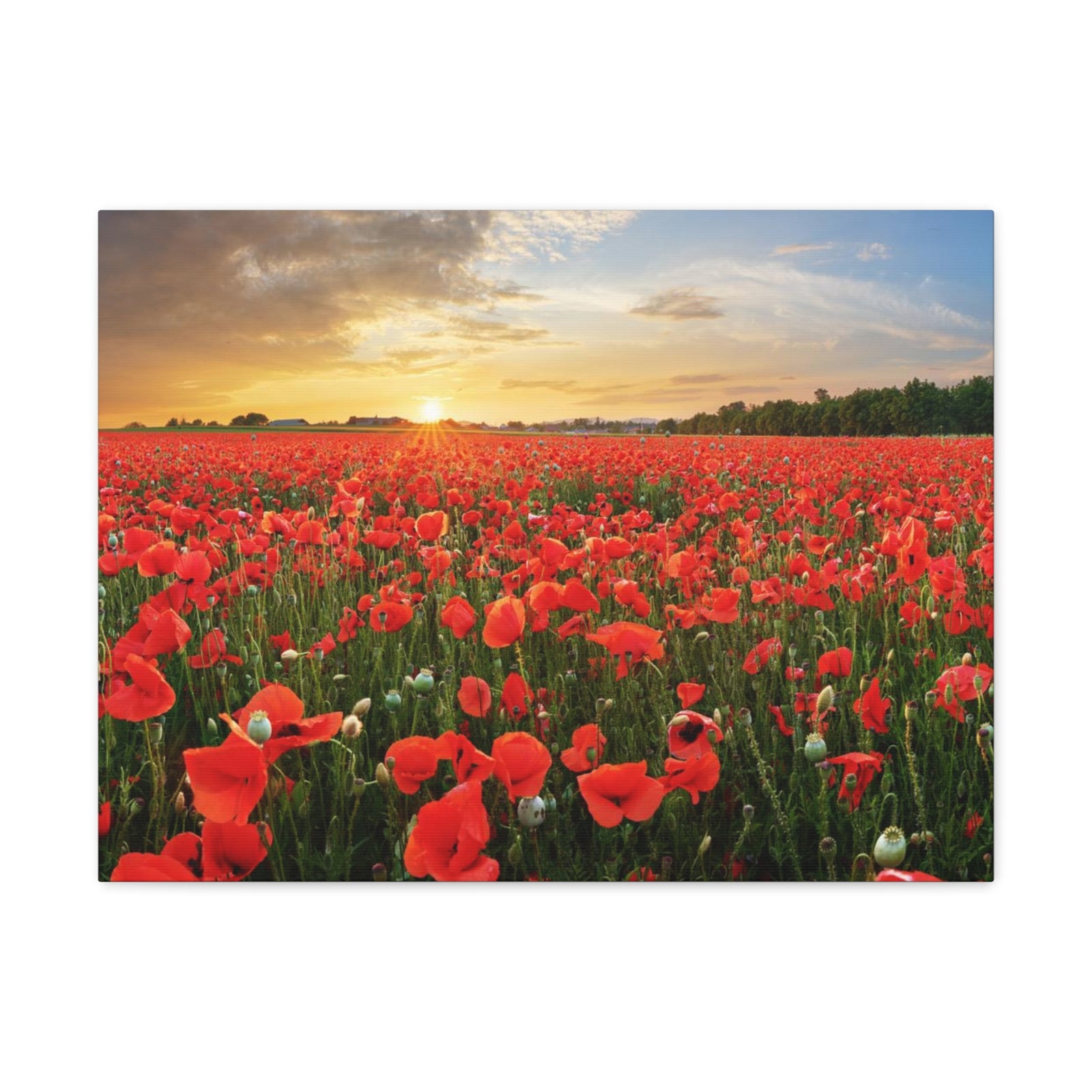 Sunset Over Poppy Field Flower Canvas Wall Art for Home Decor Ready-to-Hang-Express Your Love Gifts