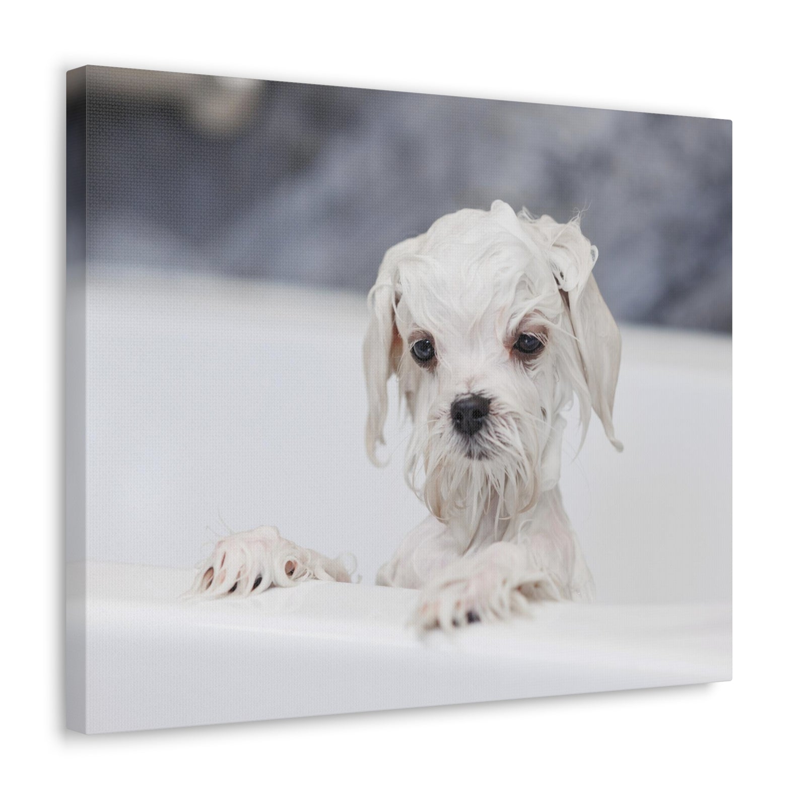 Cute White Maltese Bath Canvas Wall Art for Home Decor Ready-to-Hang-Express Your Love Gifts
