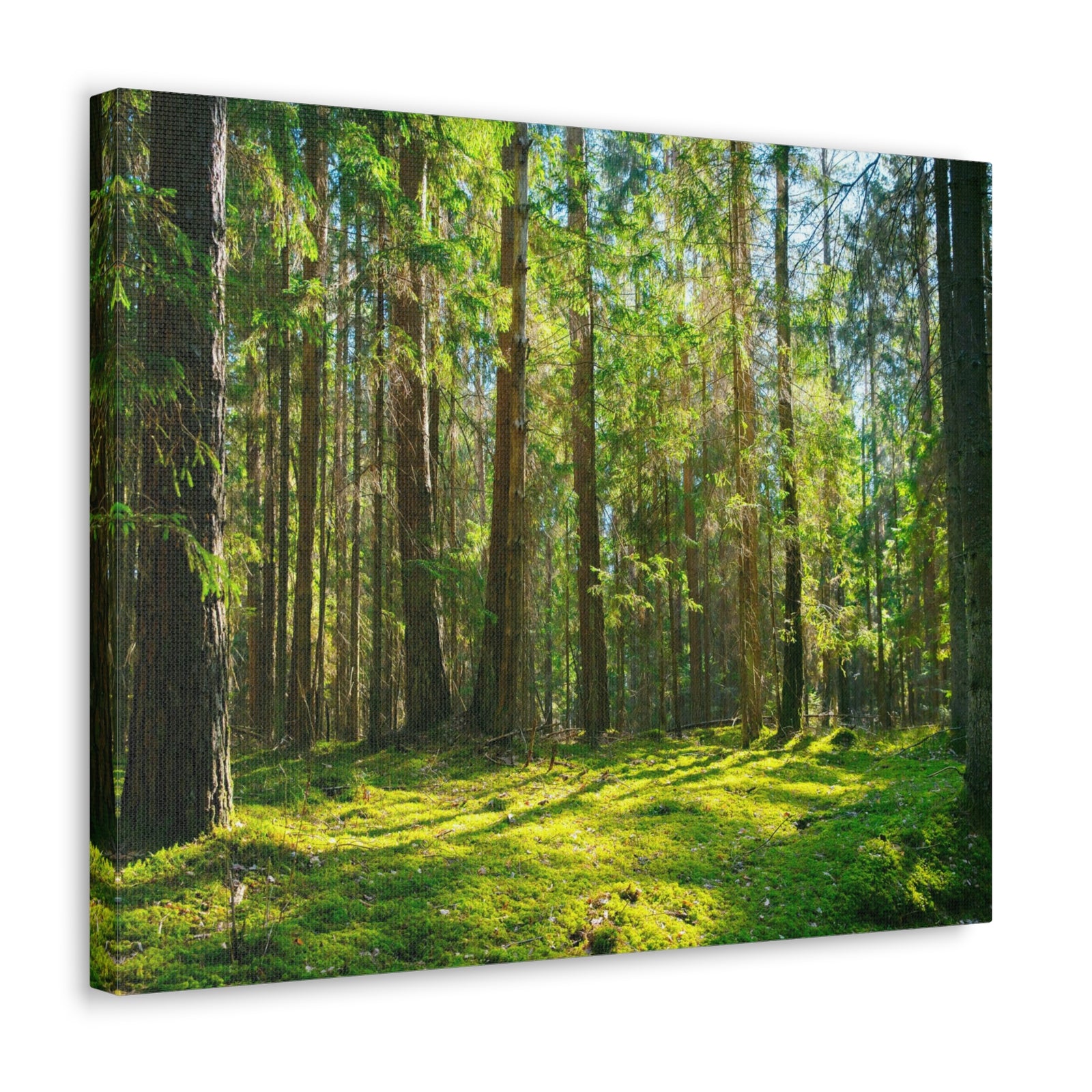 Sunlight Green Forest Tree Nature Wilderness Photography Canvas Wall Art for Home Decor Ready-to-Hang-Express Your Love Gifts