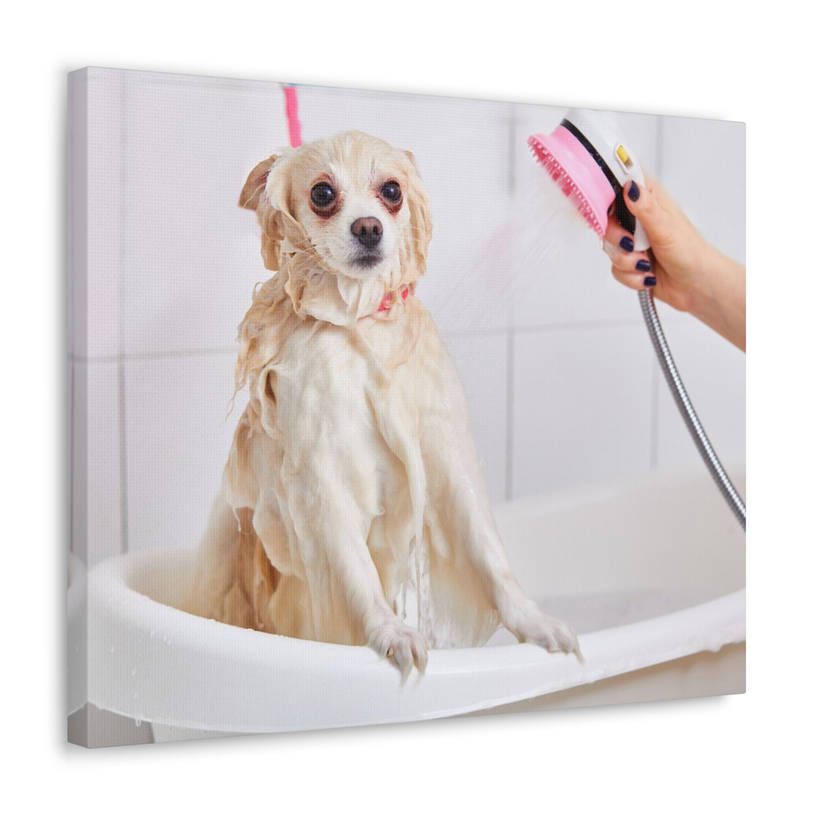 Cute Maltese Bath Canvas Wall Art for Home Decor Ready-to-Hang-Express Your Love Gifts