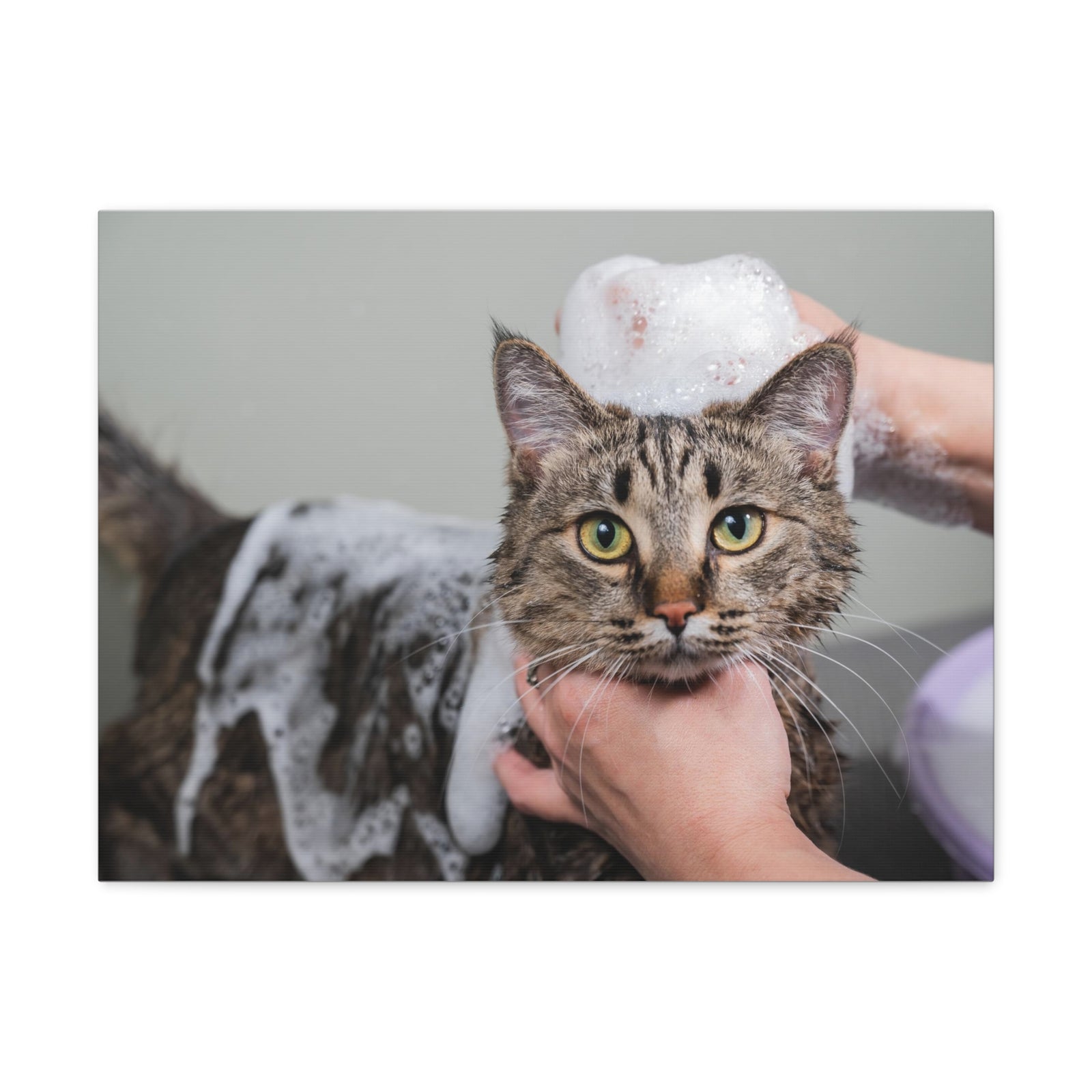 Cute Gray Cat Bath Canvas Wall Art for Home Decor Ready-to-Hang-Express Your Love Gifts