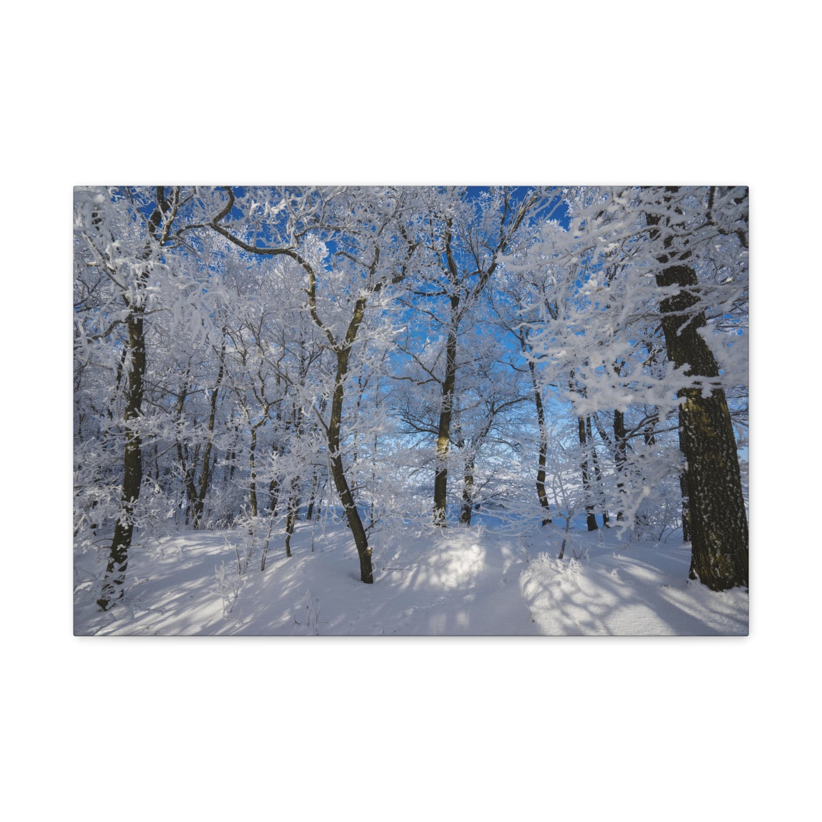 Winter Trees In The Countryside Bright Sun Backlight Canvas Wall Art for Home Decor Ready-to-Hang-Express Your Love Gifts