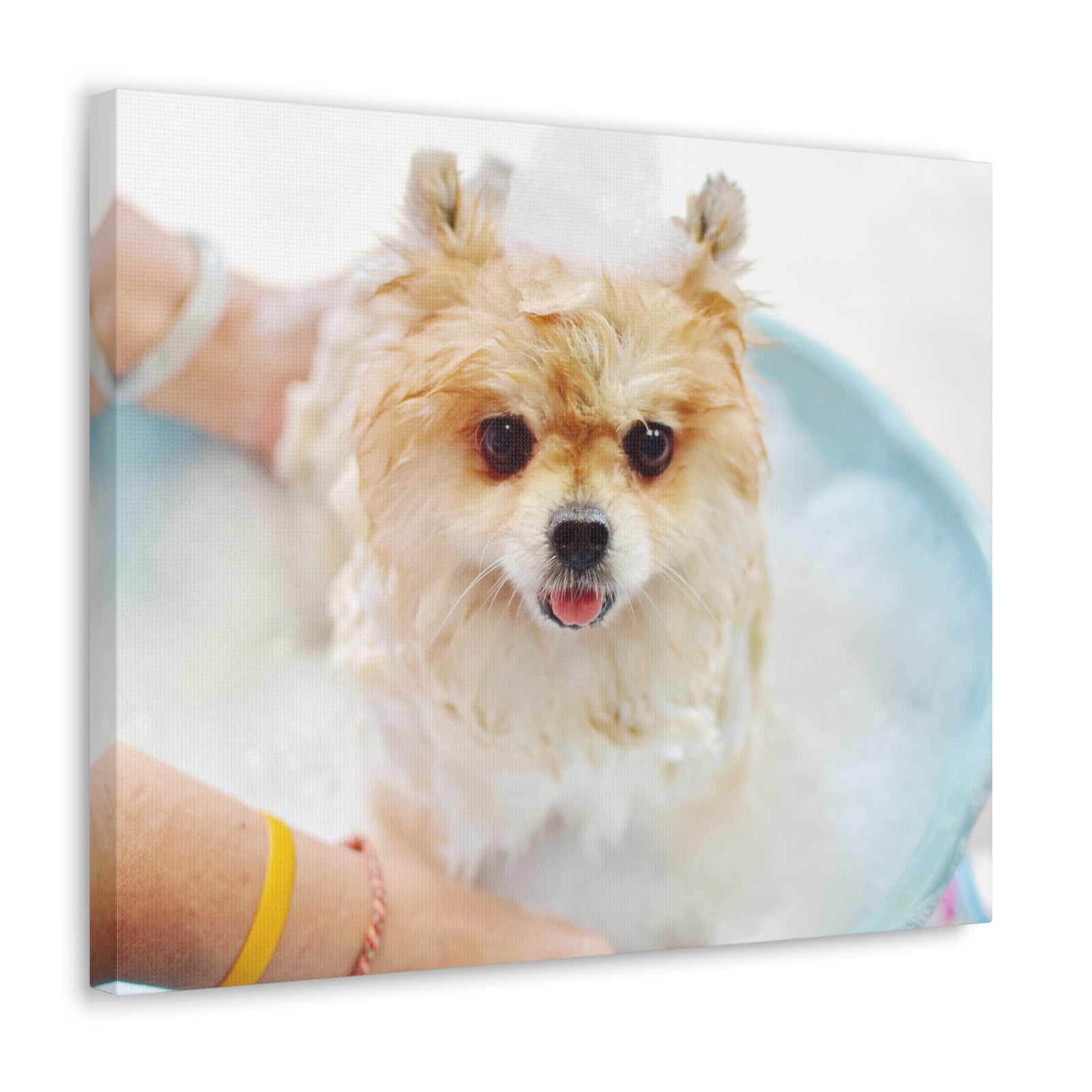 Cute Pomeranian Bath Canvas Wall Art for Home Decor Ready-to-Hang-Express Your Love Gifts