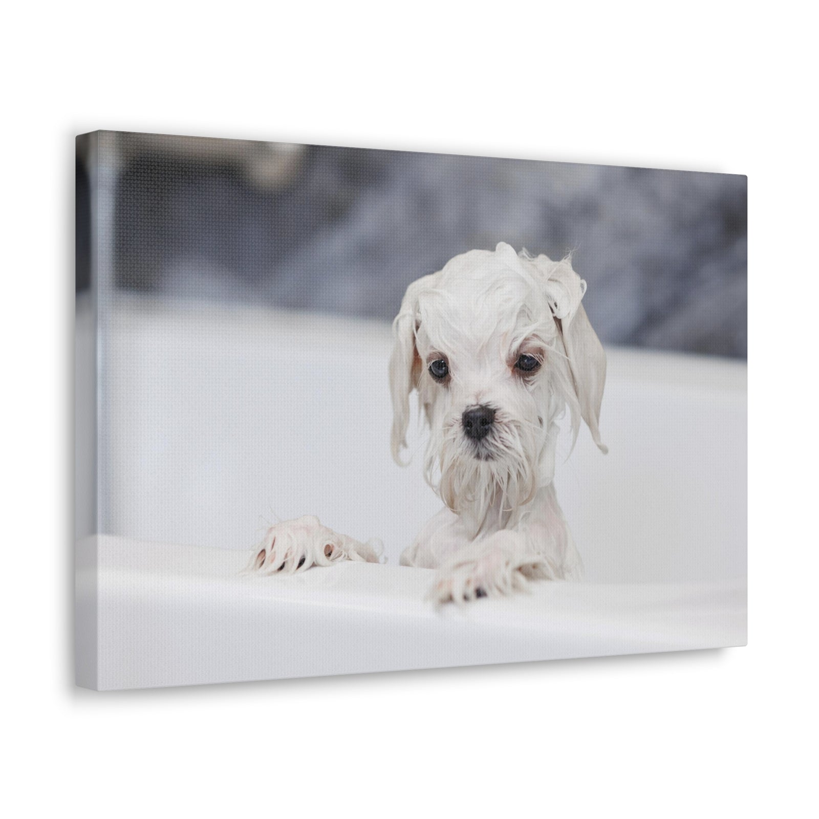 Cute White Maltese Bath Canvas Wall Art for Home Decor Ready-to-Hang-Express Your Love Gifts