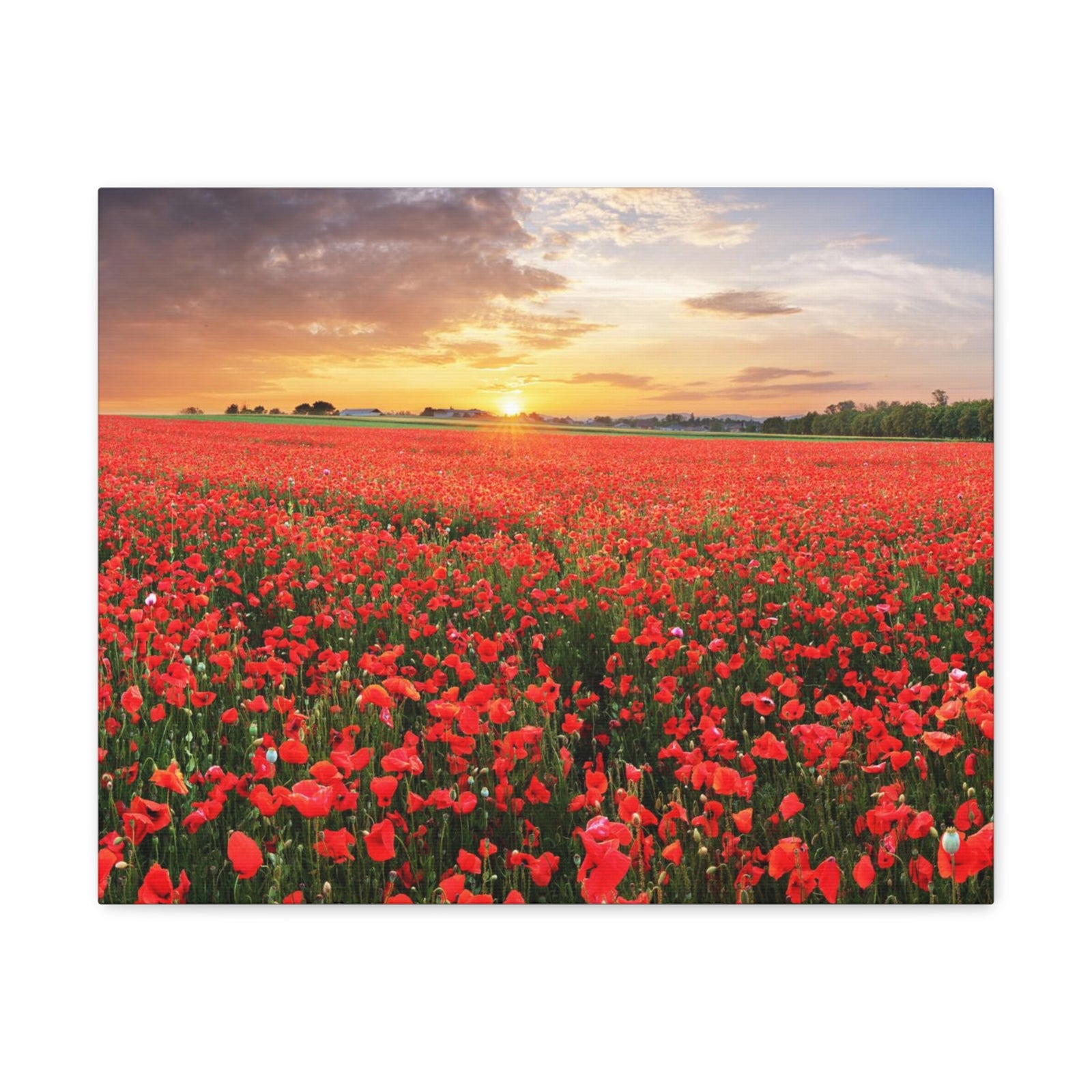 Nice Sunset Over Poppy Field Flower Canvas Wall Art for Home Decor Ready-to-Hang-Express Your Love Gifts