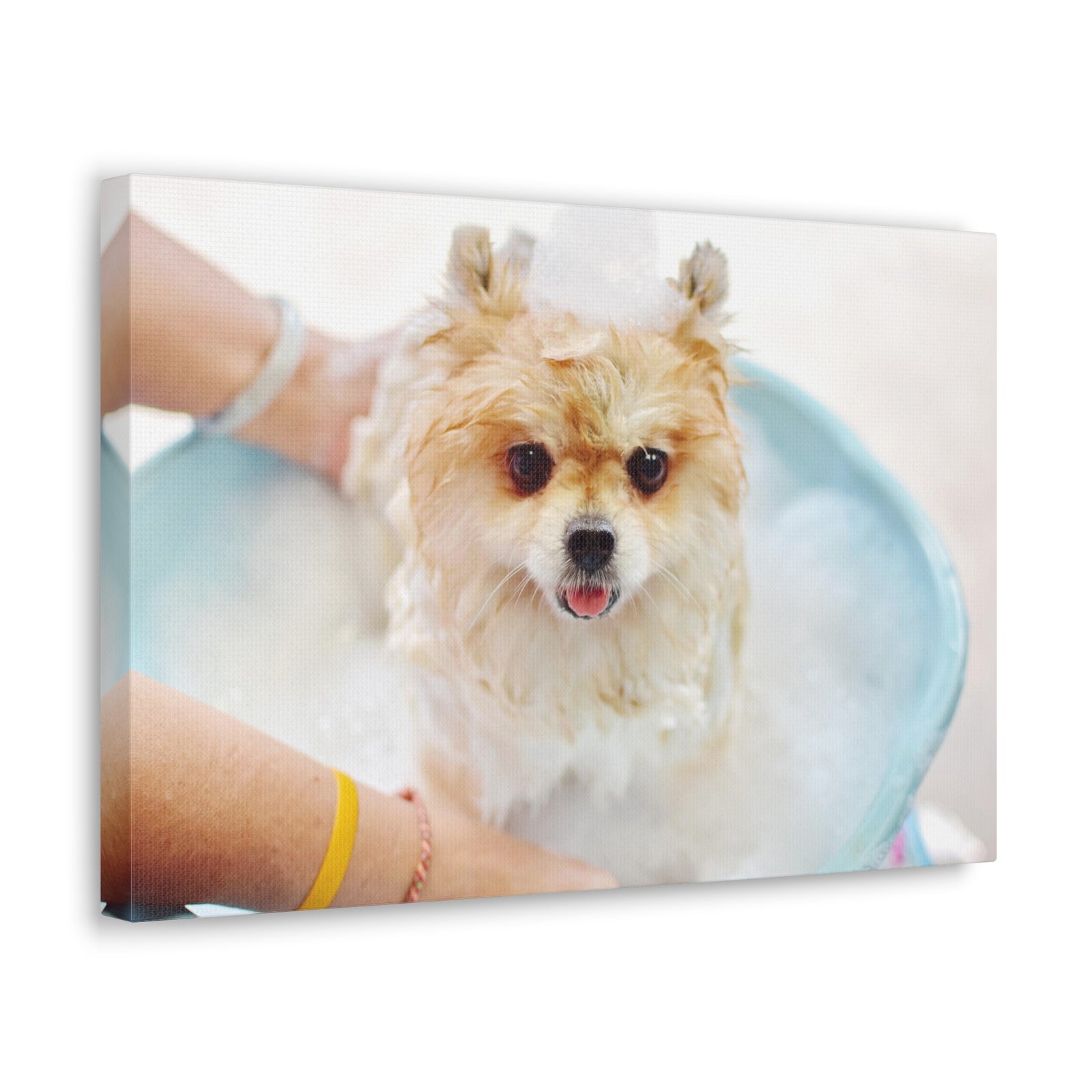 Cute Pomeranian Bath Canvas Wall Art for Home Decor Ready-to-Hang-Express Your Love Gifts