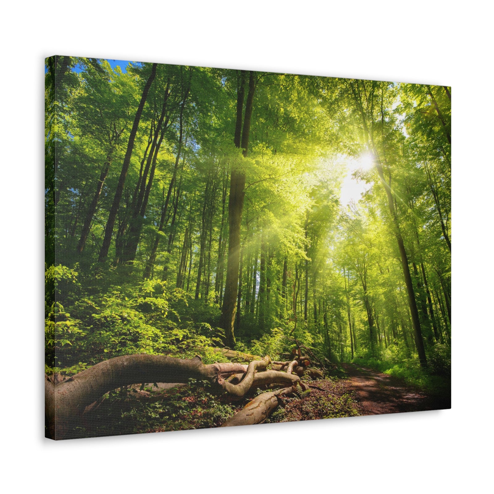 Sunlight Forest Green Nature Wilderness Photography Canvas Wall Art for Home Decor Ready-to-Hang-Express Your Love Gifts