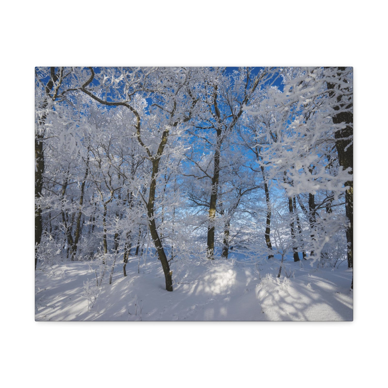 Winter Trees In The Countryside Bright Sun Backlight Canvas Wall Art for Home Decor Ready-to-Hang-Express Your Love Gifts