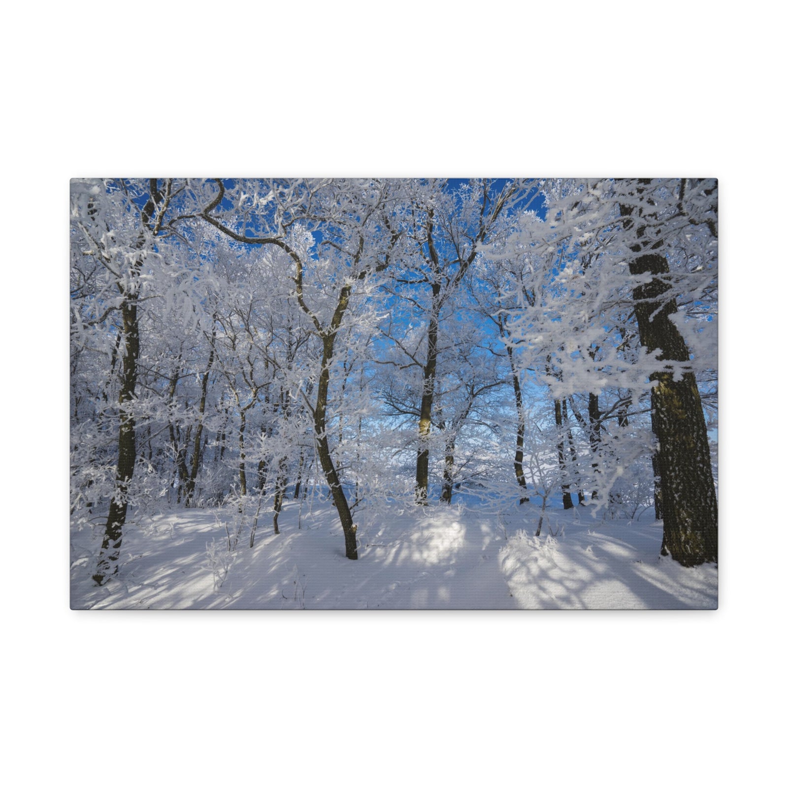 Winter Trees In The Countryside Bright Sun Backlight Canvas Wall Art for Home Decor Ready-to-Hang-Express Your Love Gifts