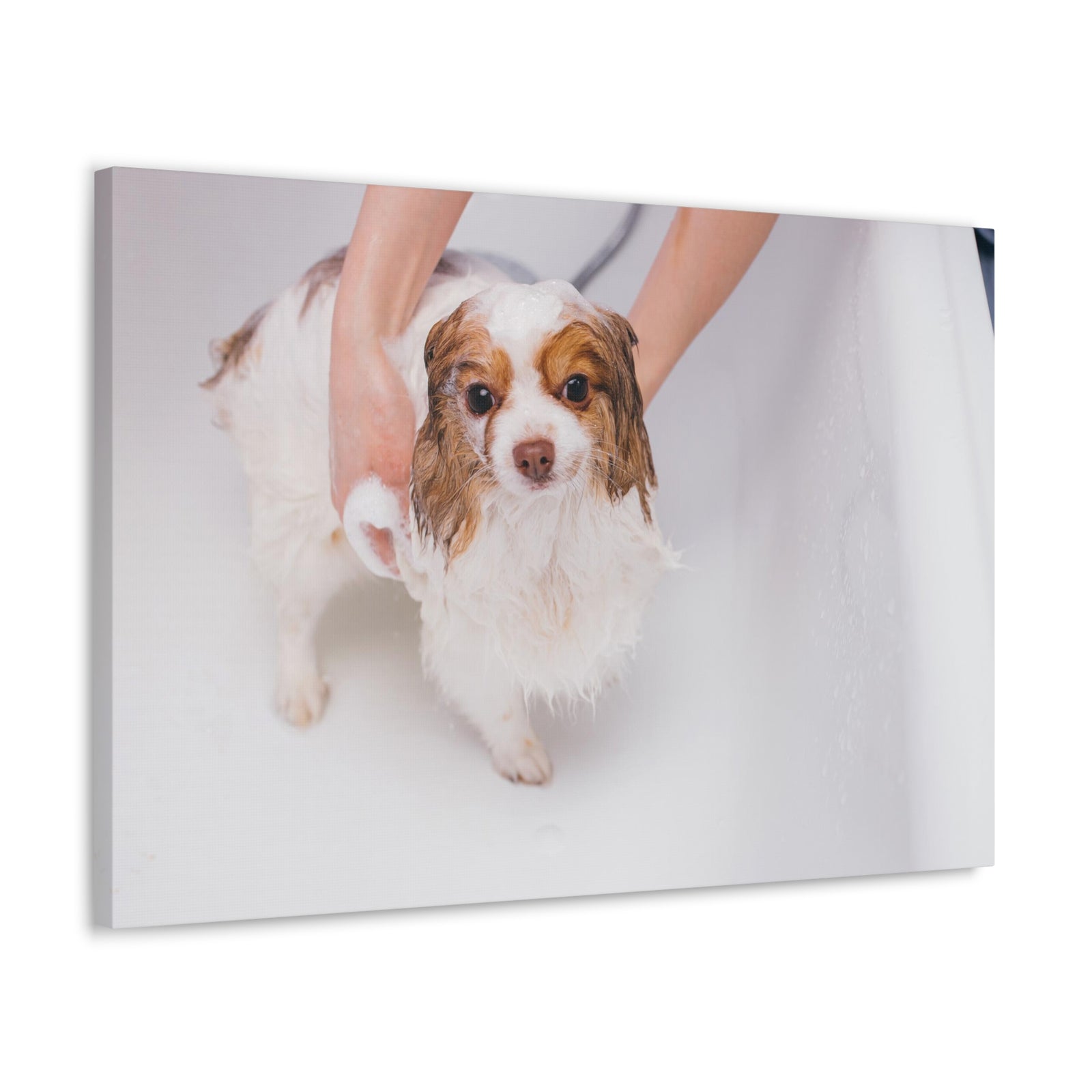 Cute Cavalier King Charles Spaniel Bath Canvas Wall Art for Home Decor Ready-to-Hang-Express Your Love Gifts
