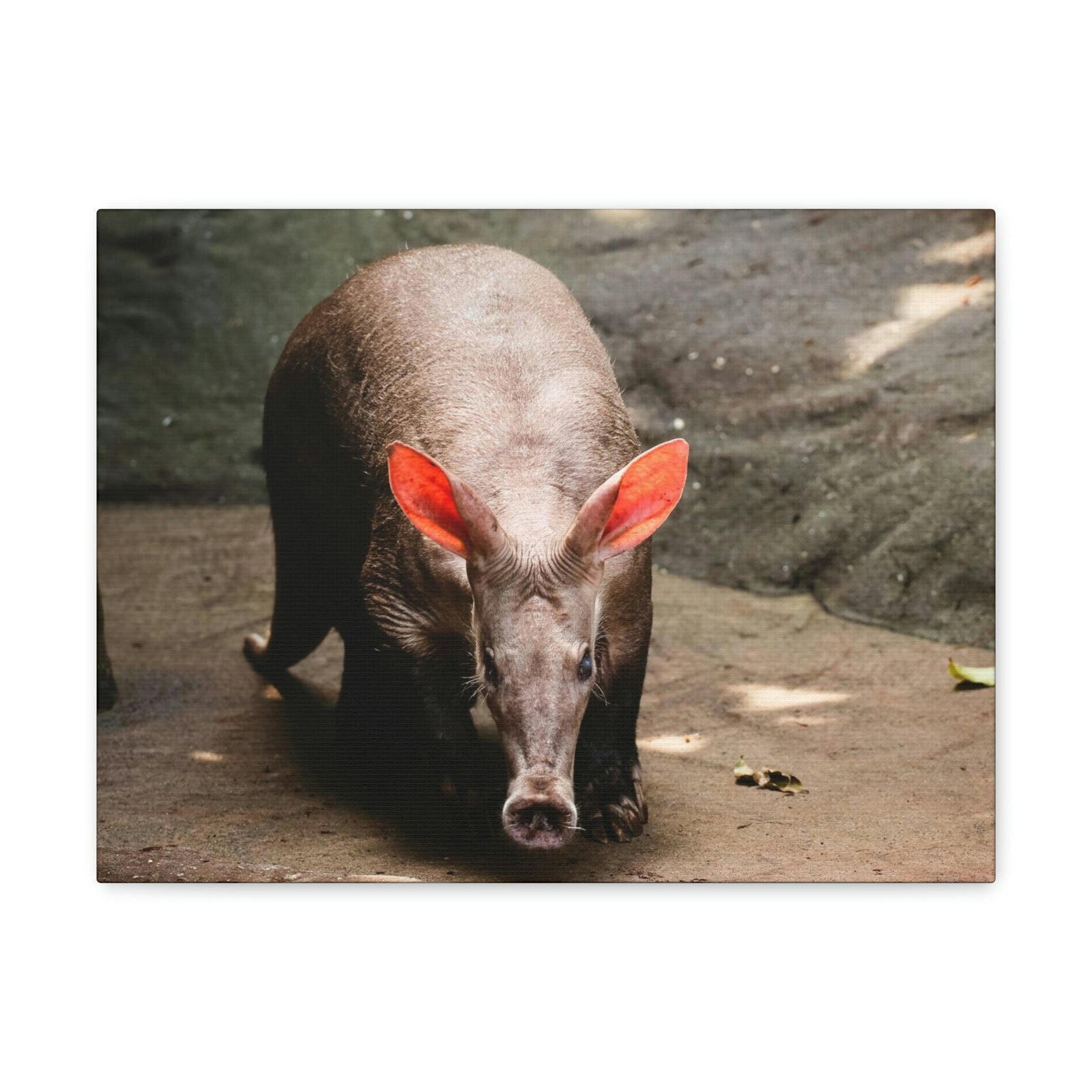 Aardvark On The Move Staring Aardvark Outdoor Wall Art Ready to Hang Unframed-Express Your Love Gifts