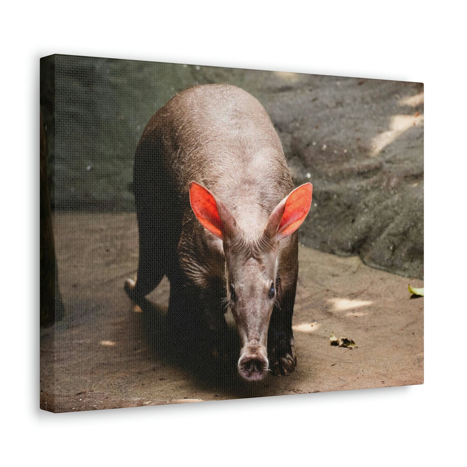 Aardvark On The Move Staring Aardvark Outdoor Wall Art Ready to Hang Unframed-Express Your Love Gifts