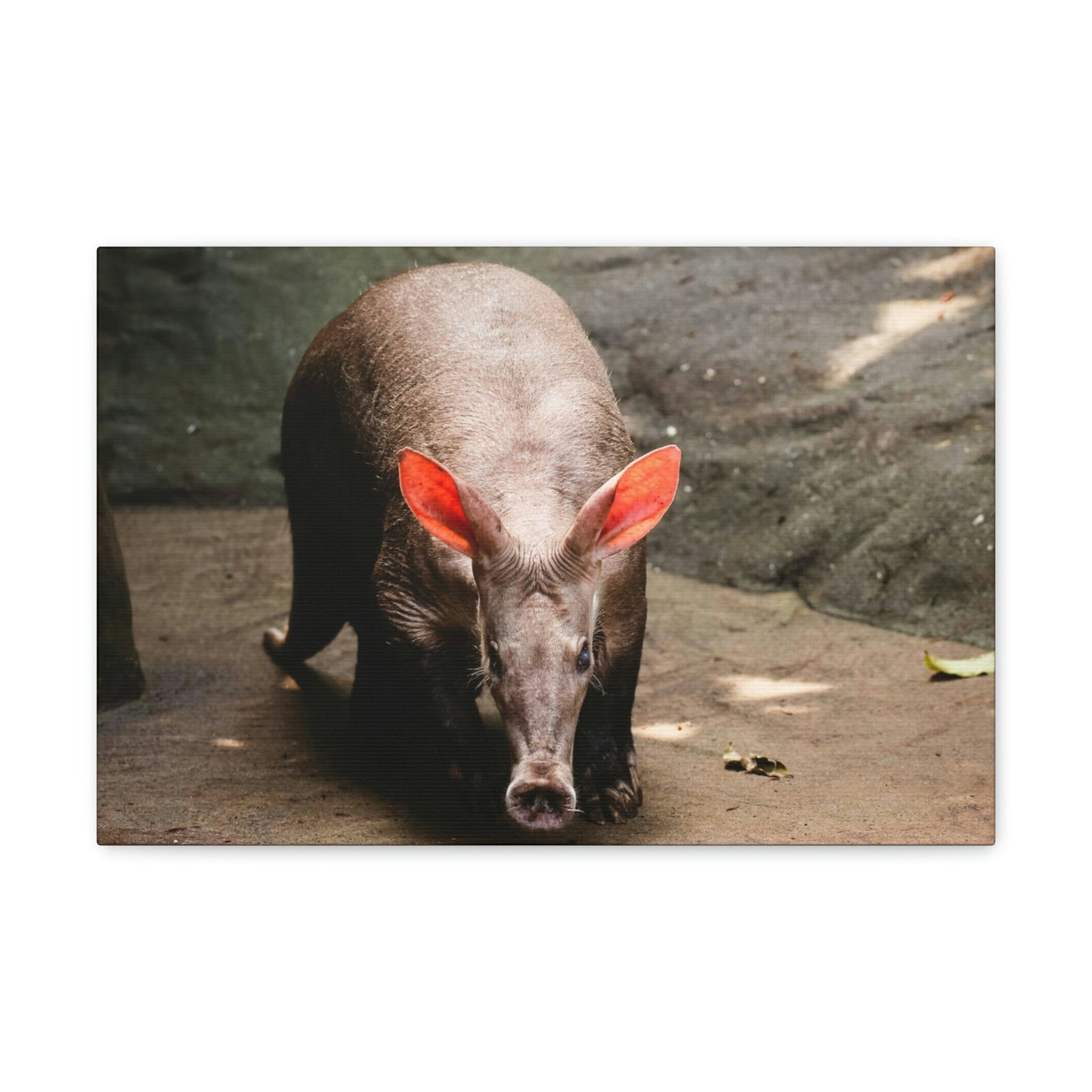 Aardvark On The Move Staring Aardvark Outdoor Wall Art Ready to Hang Unframed-Express Your Love Gifts
