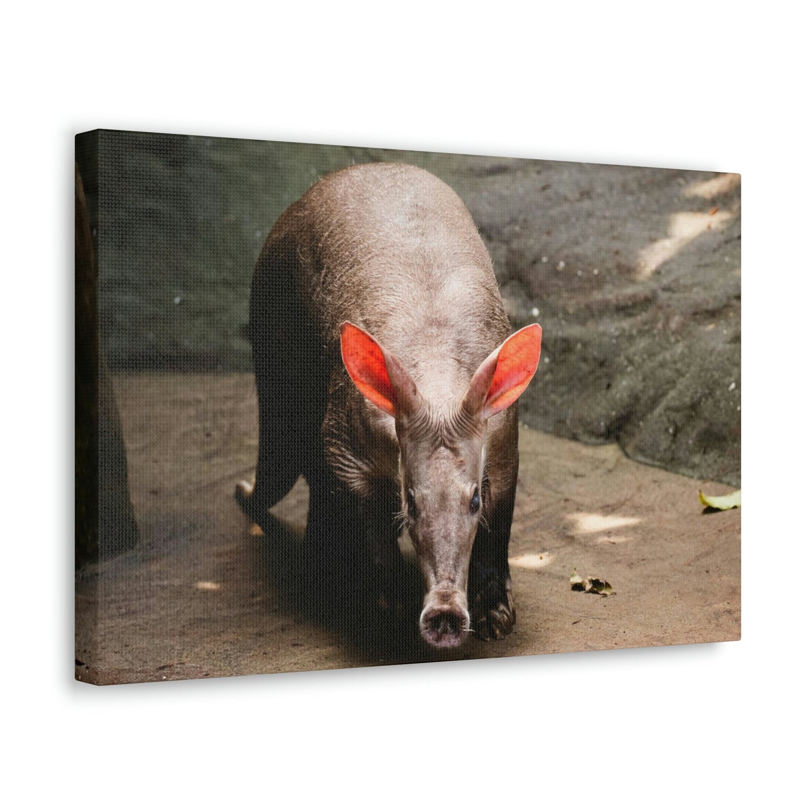 Aardvark On The Move Staring Aardvark Outdoor Wall Art Ready to Hang Unframed-Express Your Love Gifts